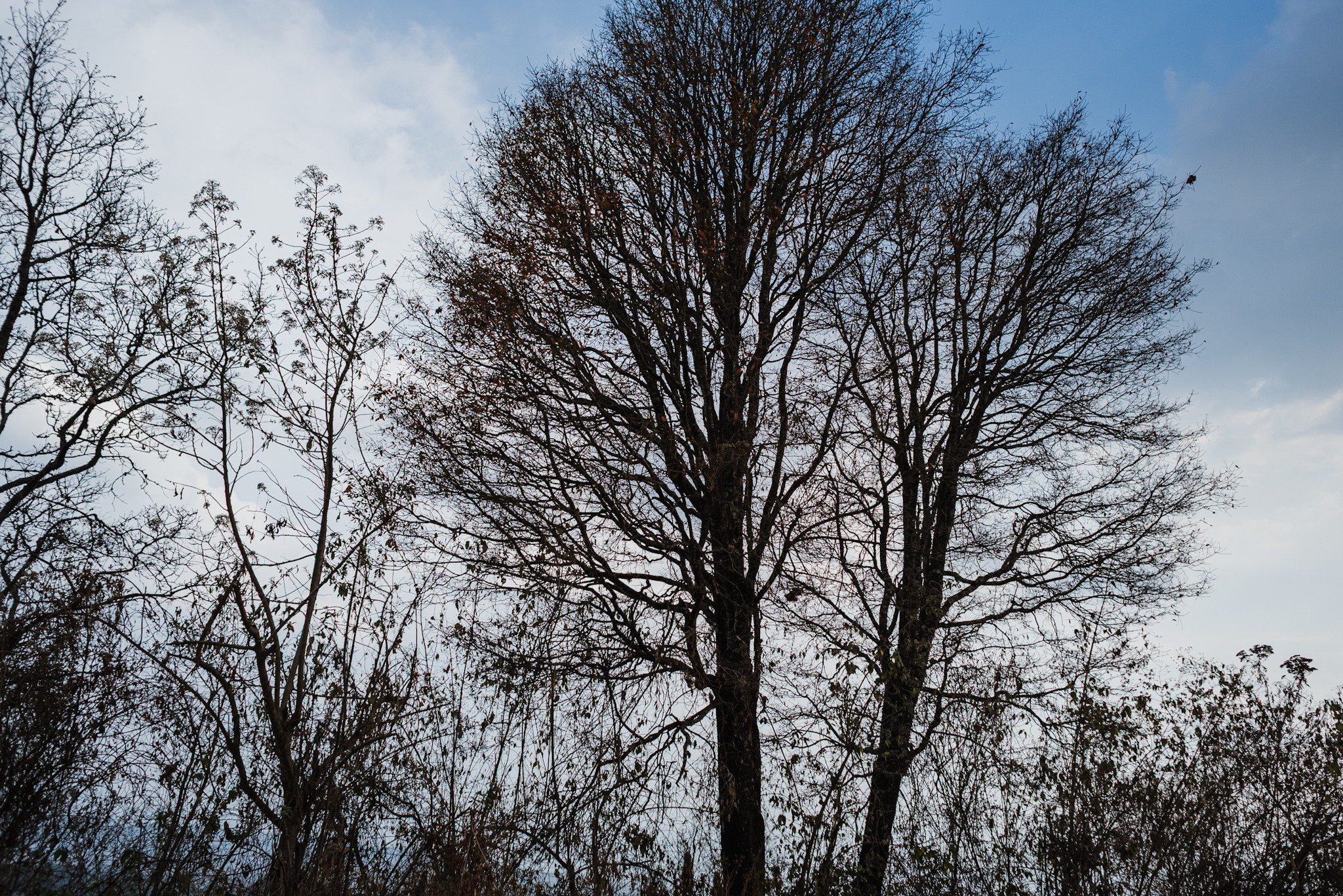 Bosques de San Cristóbal. 2025. Fotógrafo en Villahermosa | ERALPUCHE