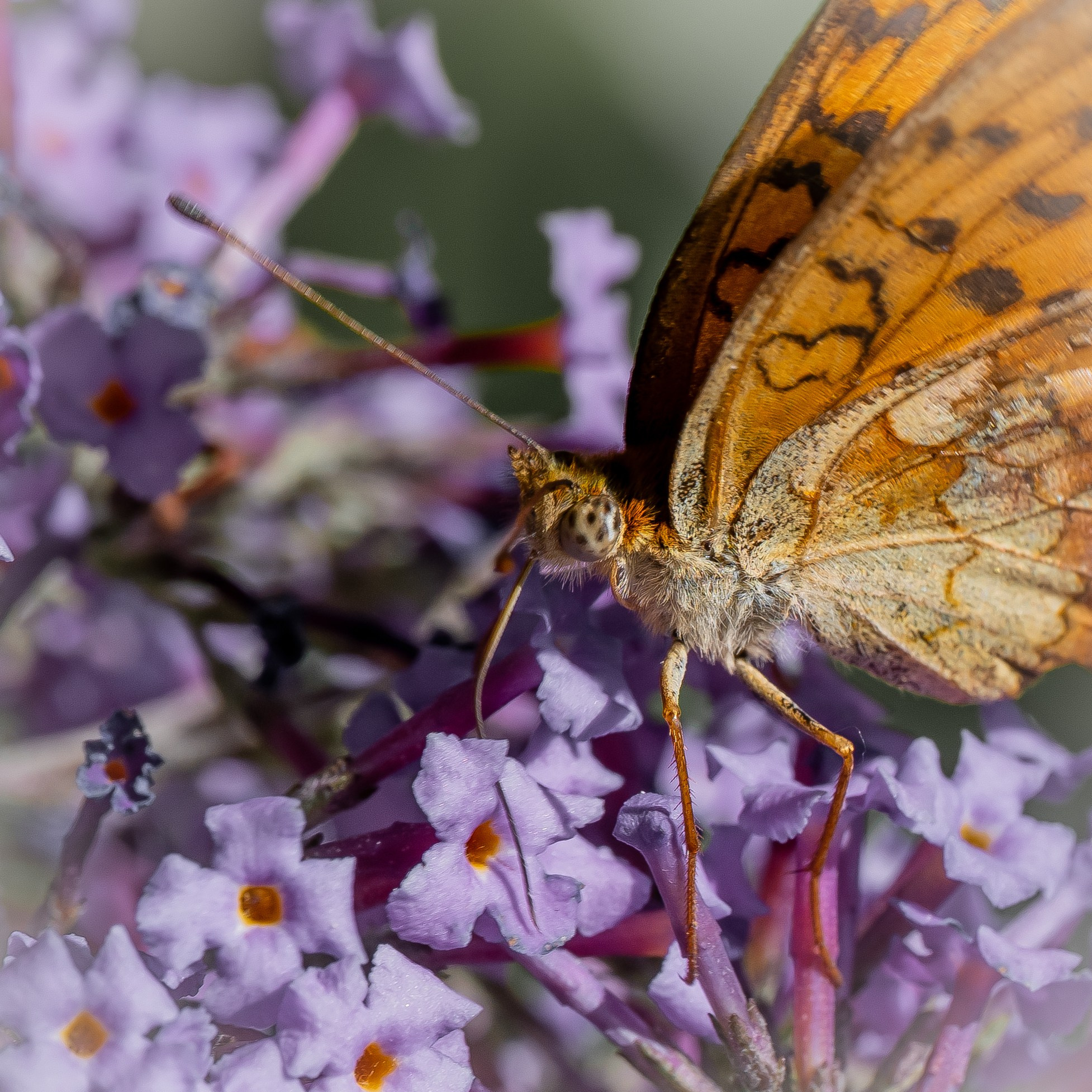 Farfalle. “Gianmaria Coscia fotografo per passione”