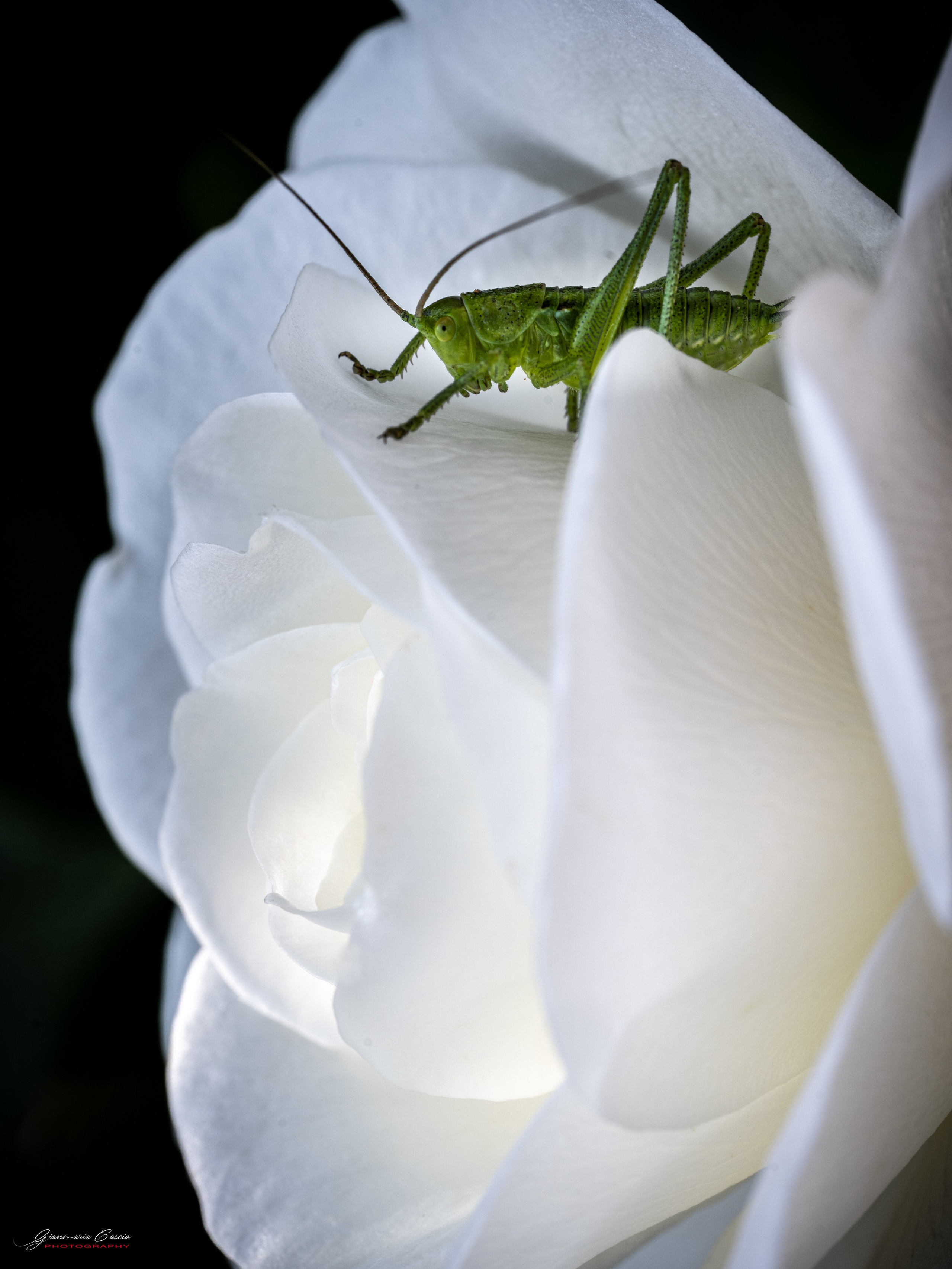 Insetti Simpatici. “Gianmaria Coscia fotografo per passione”