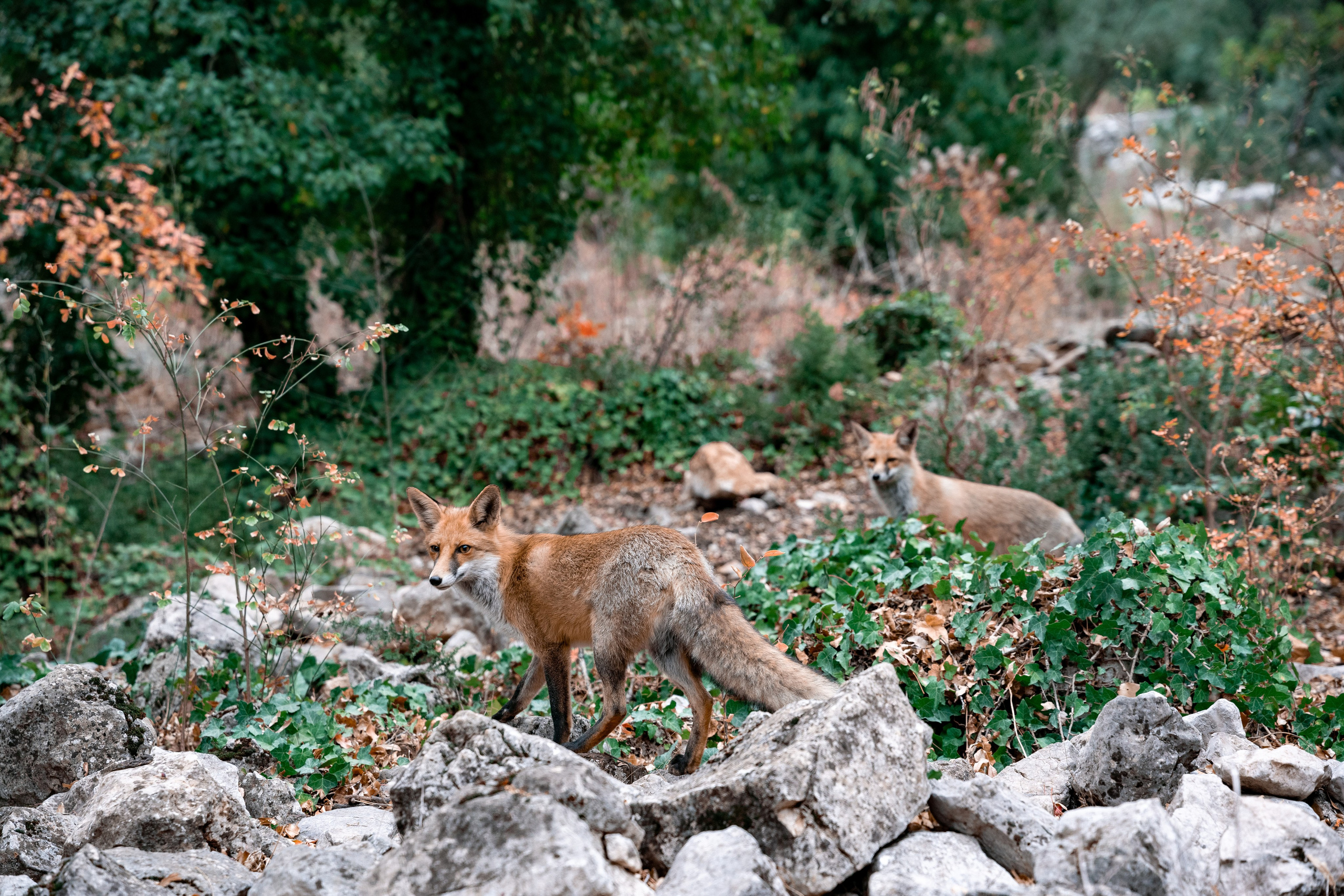 TURKEY & NATURE. UNRATED PHOTO