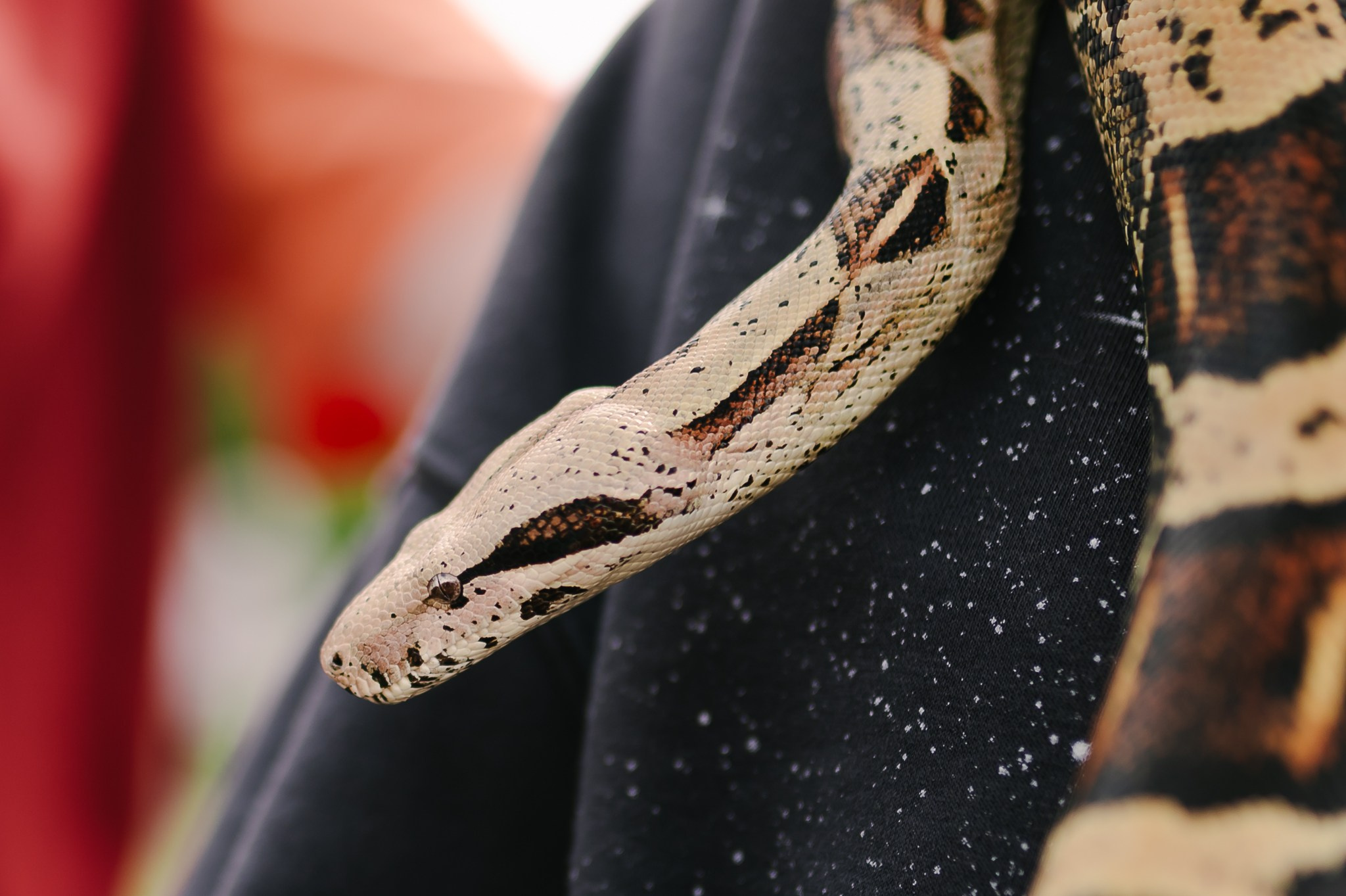 Saulė virė | Laimės festivalis. Rokas Baranauskas fotografija
