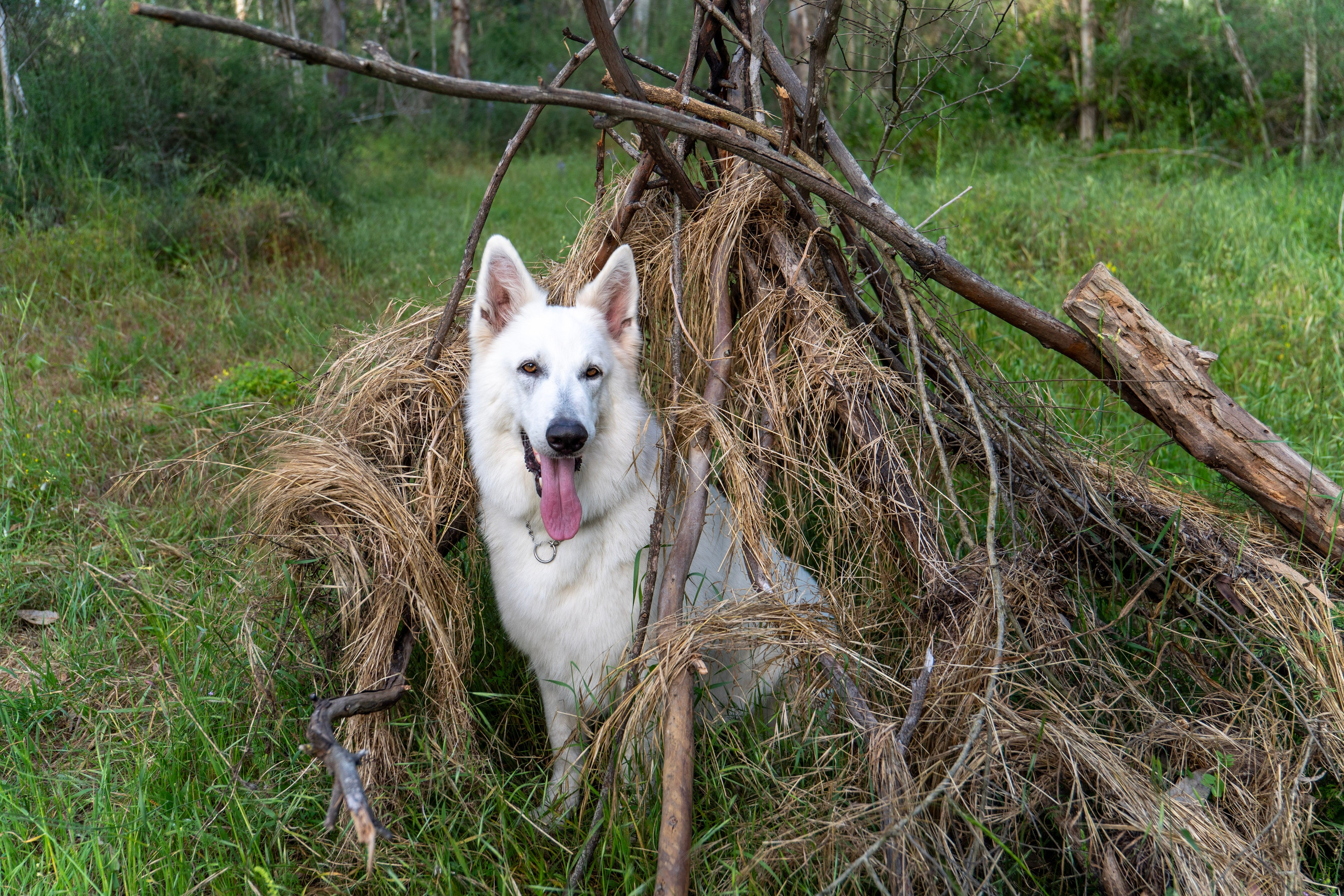 Шельга и Шегги. Главное меню