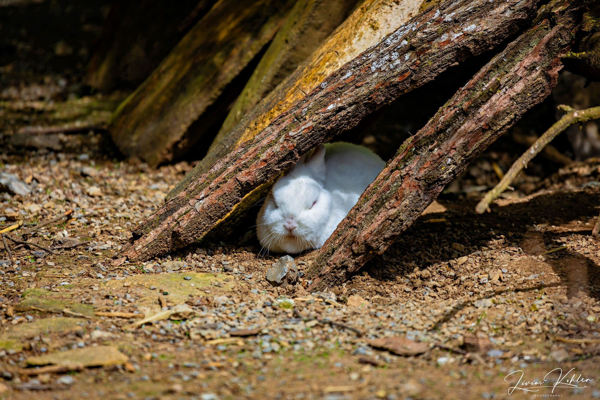Wildpark Bad Mergentheim. FOTO KREATIV