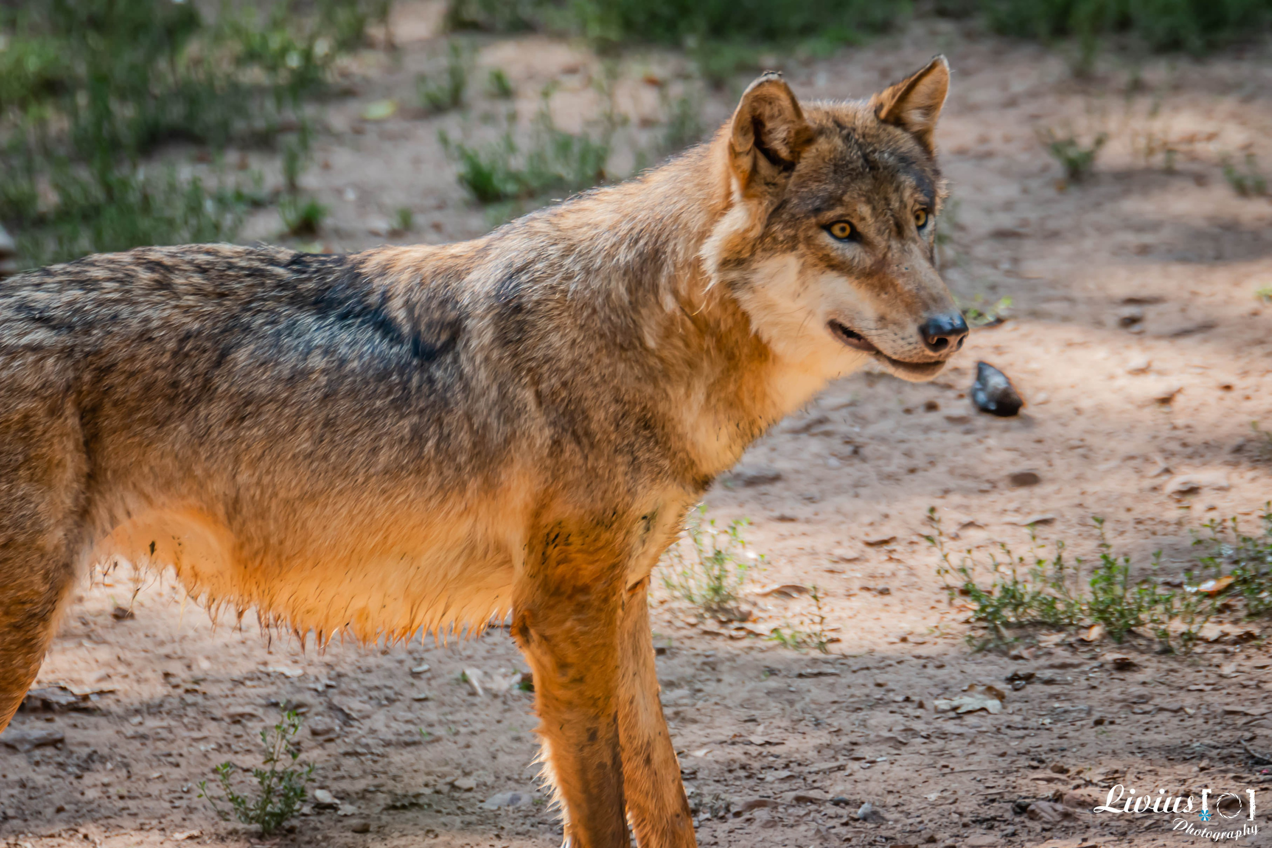 Wildpark Tambach. FOTO KREATIV