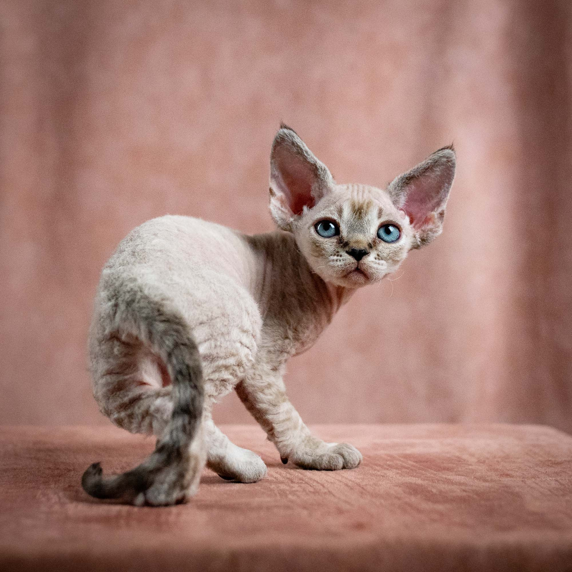 Nellie, girl, born 01.17.26. Devon Rex Pixie Cattery