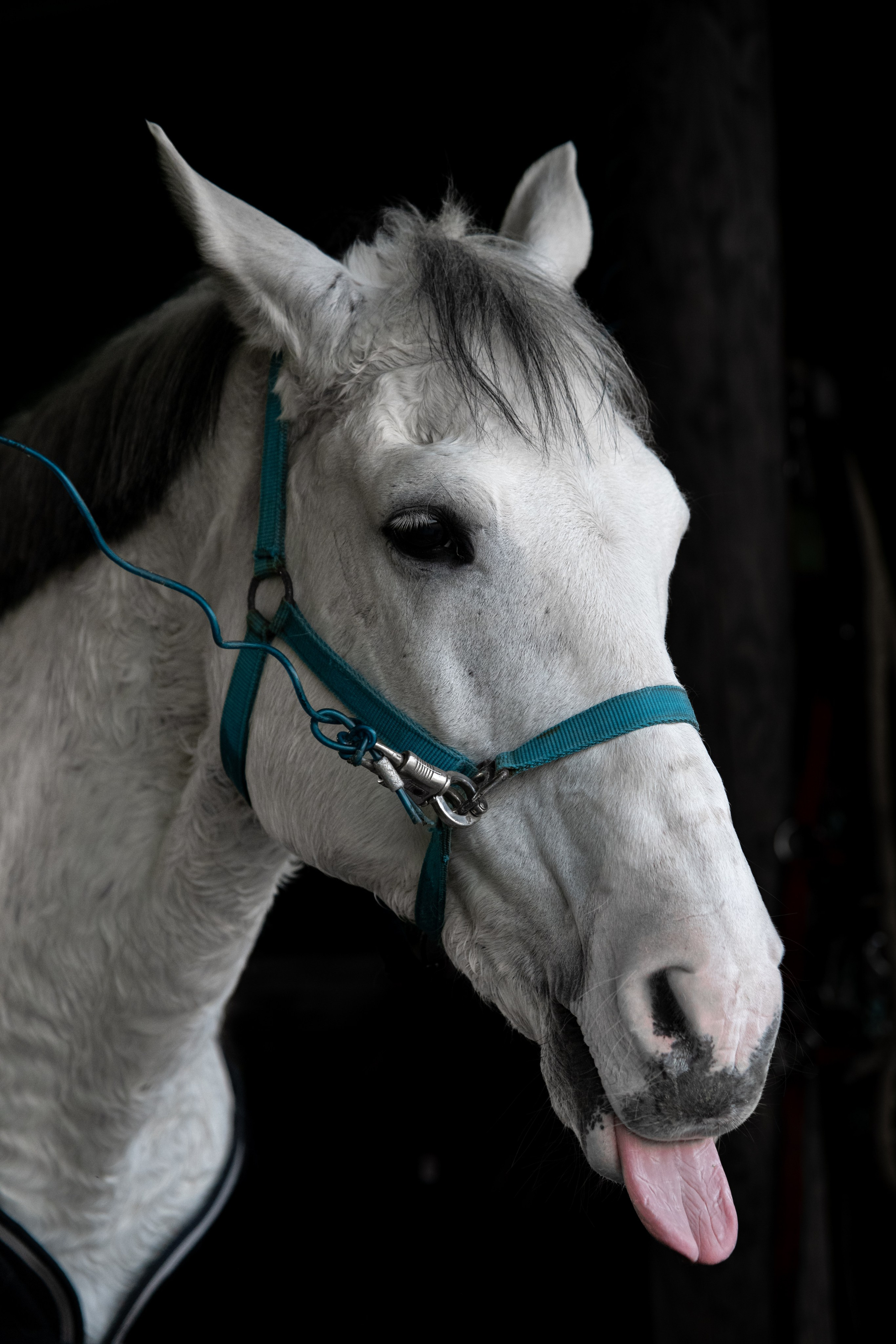 HORSES. Anastasiia Antoniuk portrait, family and couple photographer, Portugal