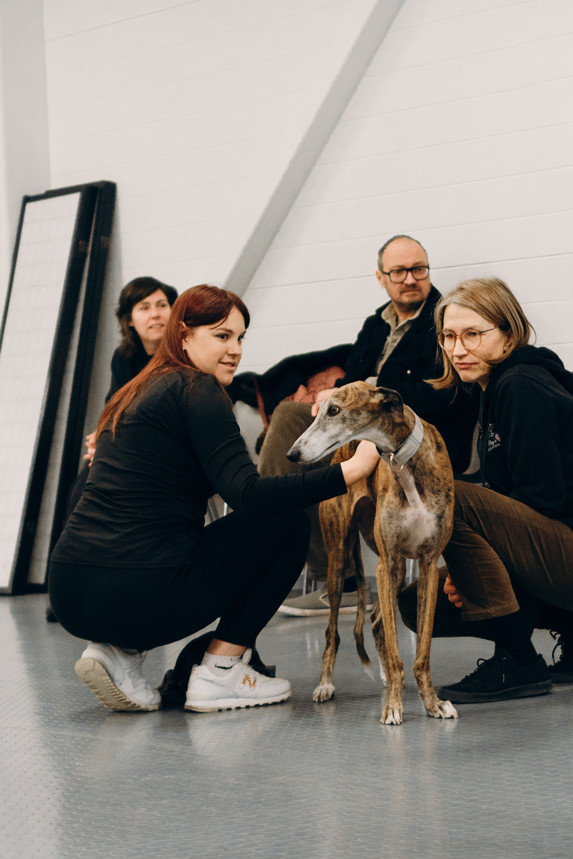 GalgoTreff / PetCity Rannamõisa, 13 apr. 2025. Kat Laisaar — Pet photographer in Tallinn