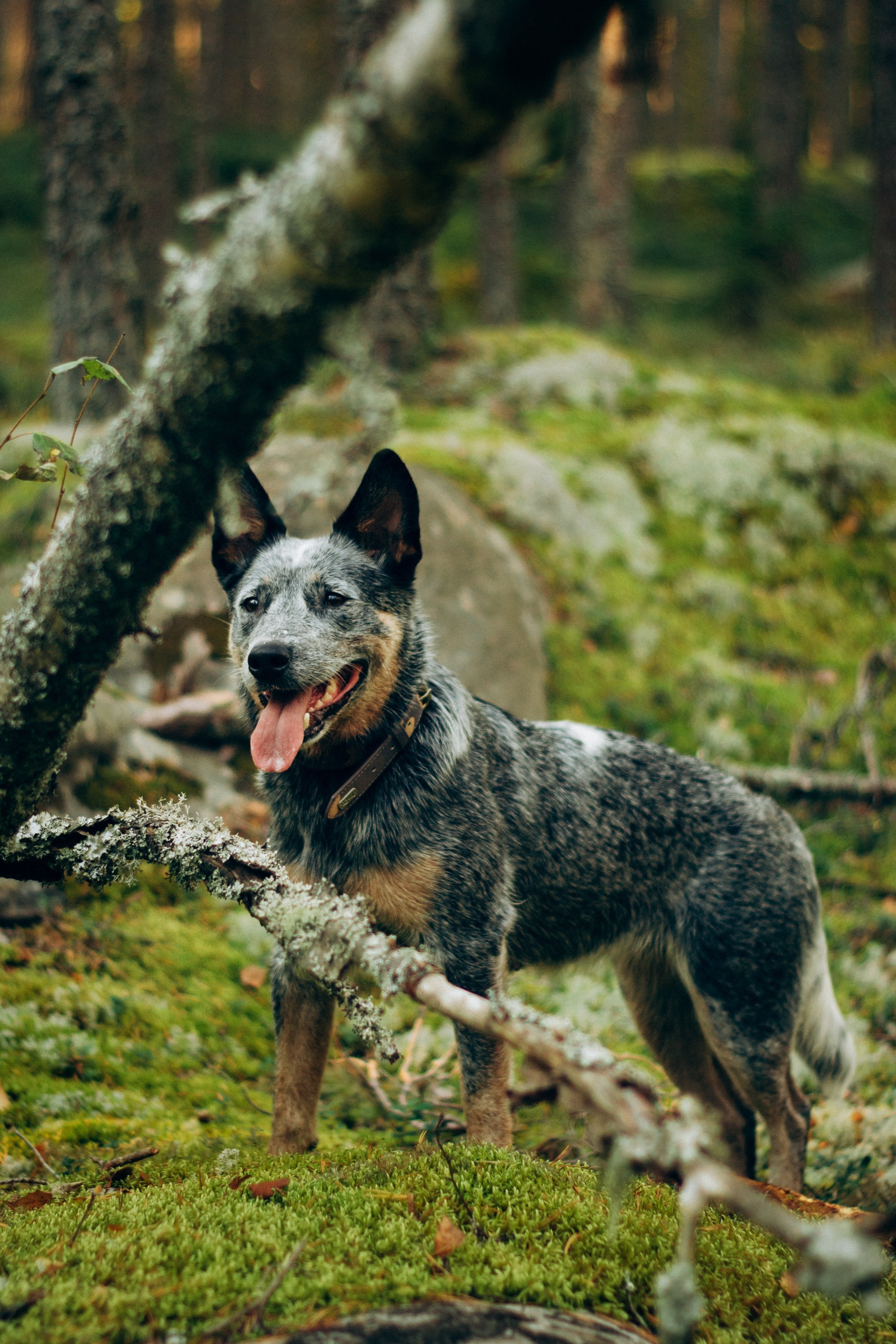 Polina and her Dakota, Blue Heeler. Kat Laisaar — Pet photographer in Tallinn