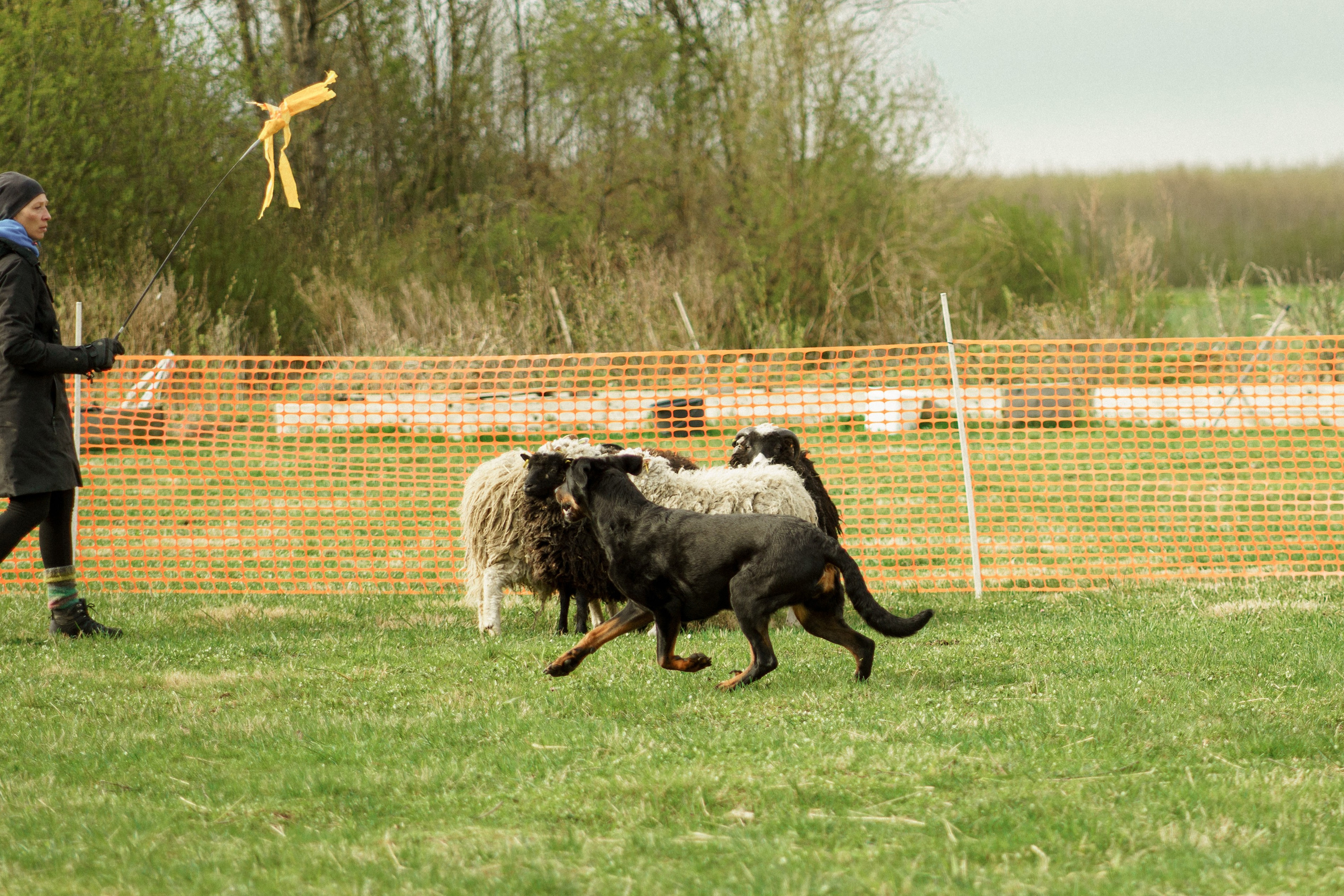 Herding Days, 26 apr. 2025. Kat Laisaar — Pet photographer in Tallinn