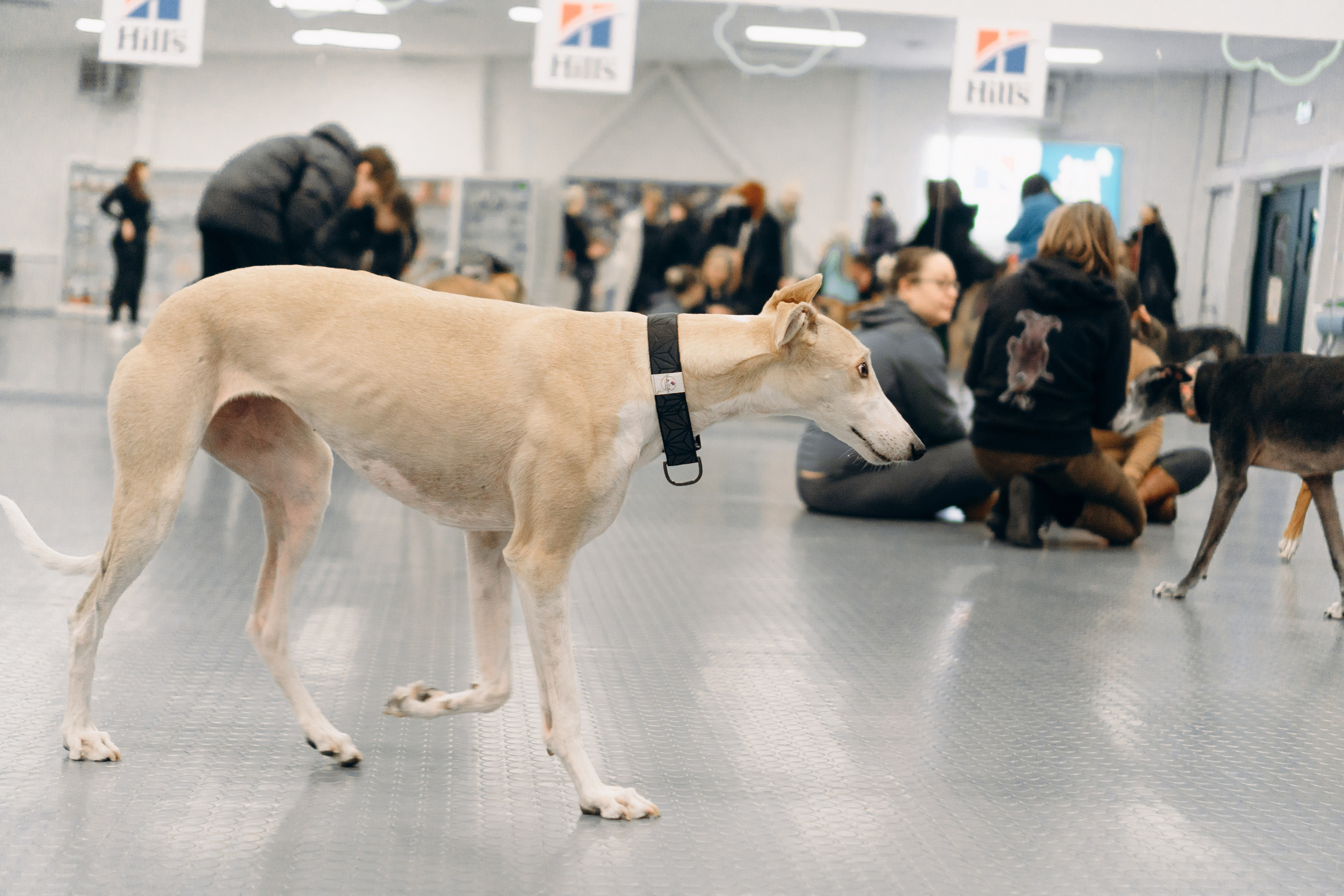 GalgoTreff / PetCity Rannamõisa, 13 apr. 2025. Kat Laisaar — Pet photographer in Tallinn