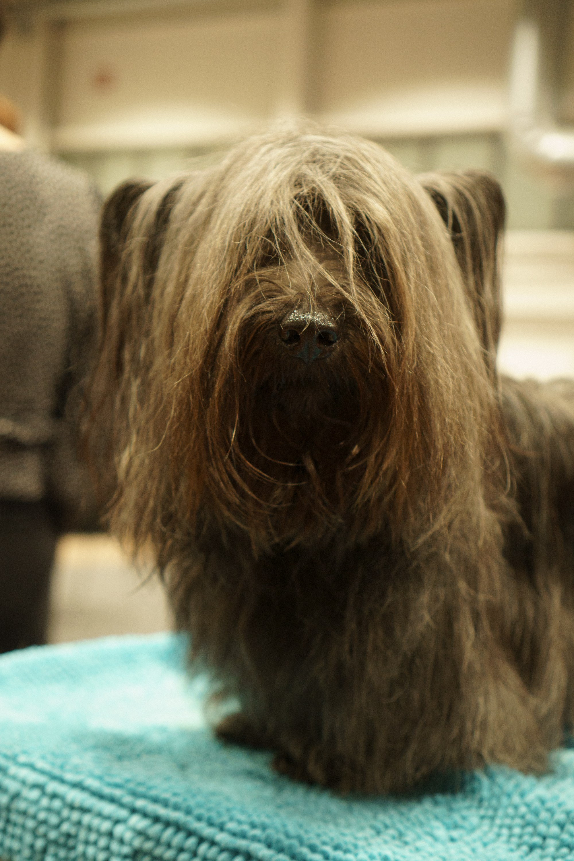 Tartu International Dog Show. Kat Laisaar — Pet photographer in Tallinn