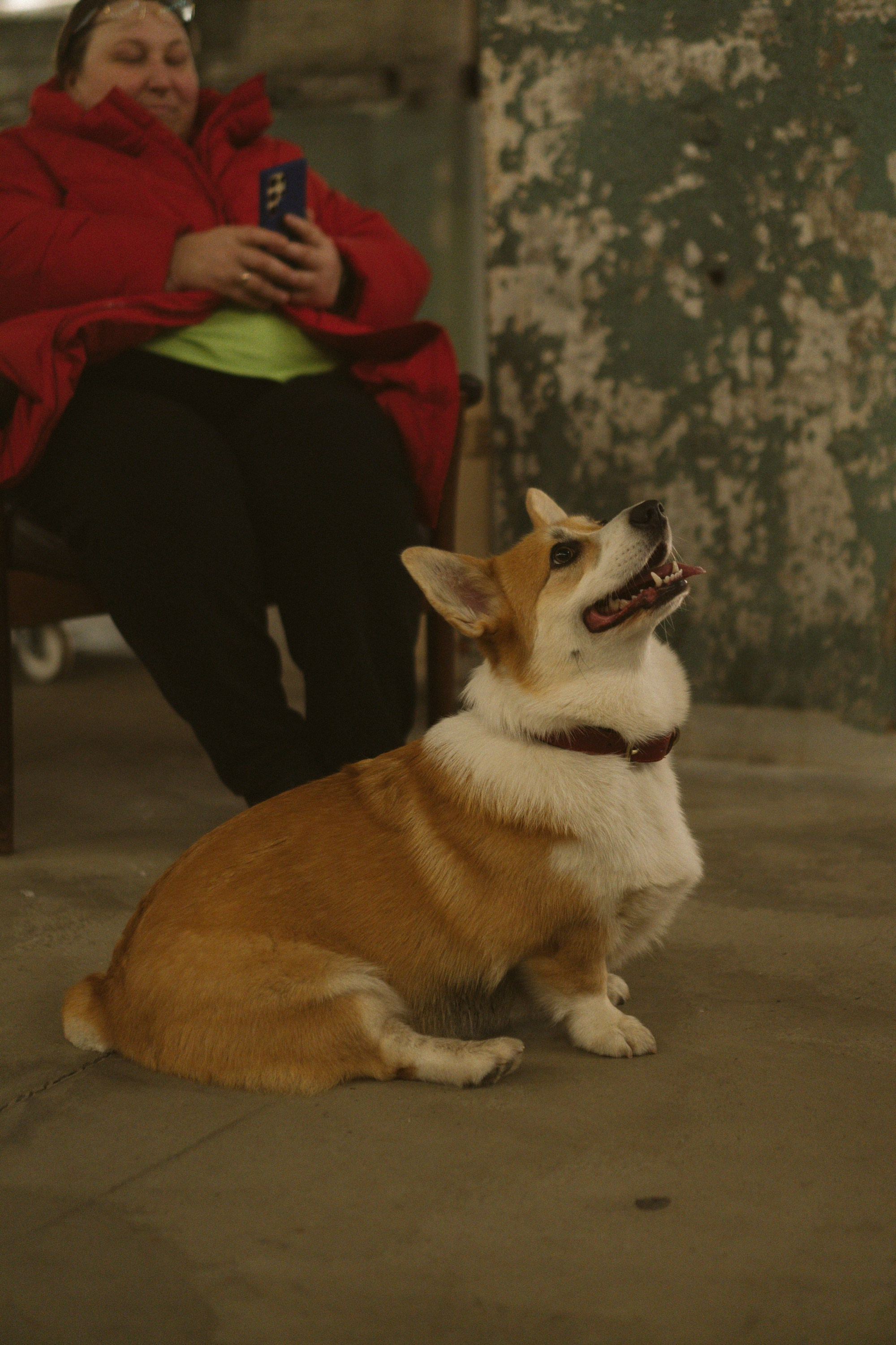 Corgi Fest, Christmas edition. Kat Laisaar — Pet photographer in Tallinn