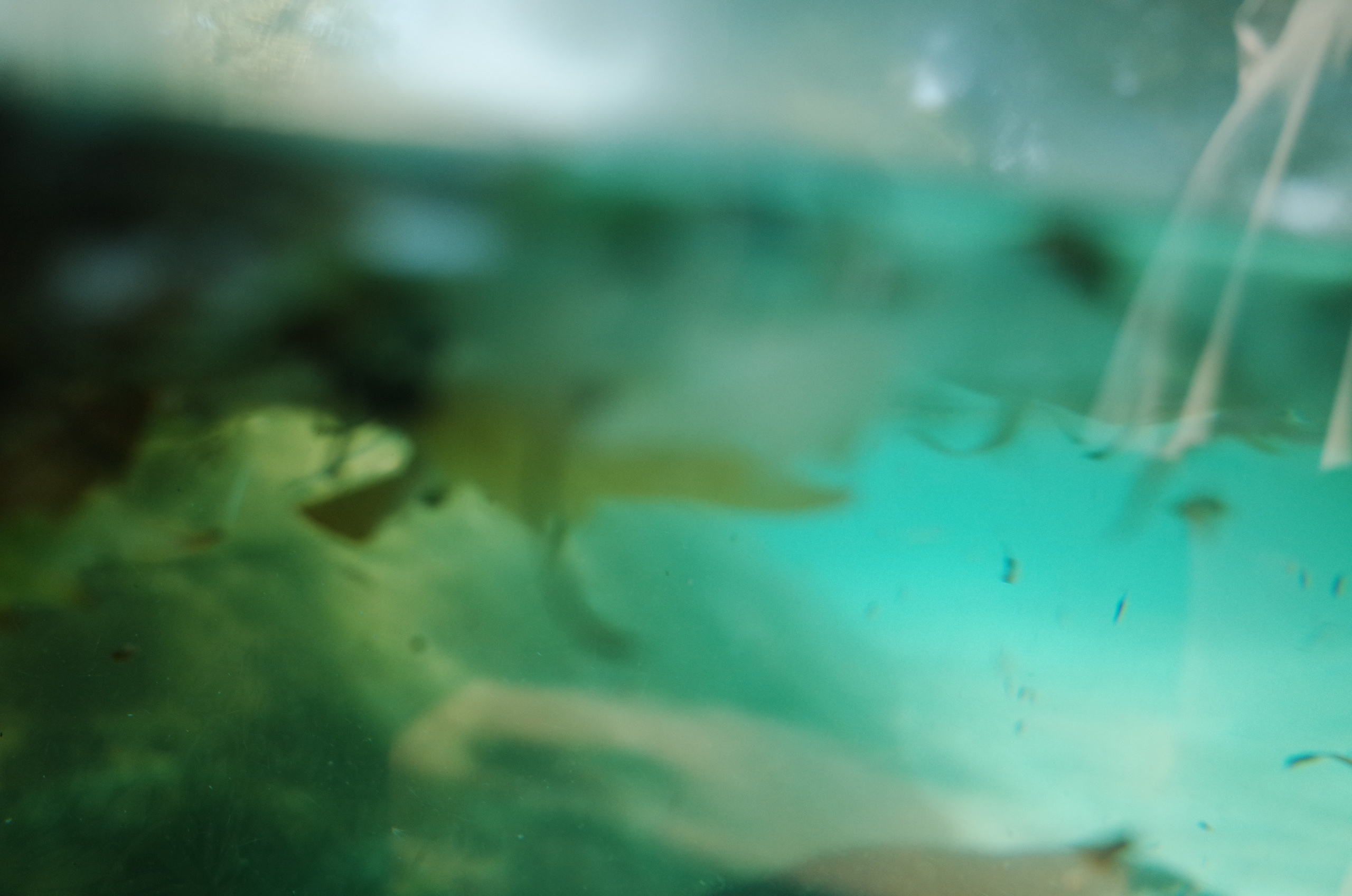 Little penguins. London zoo. Victoria Dini Photography