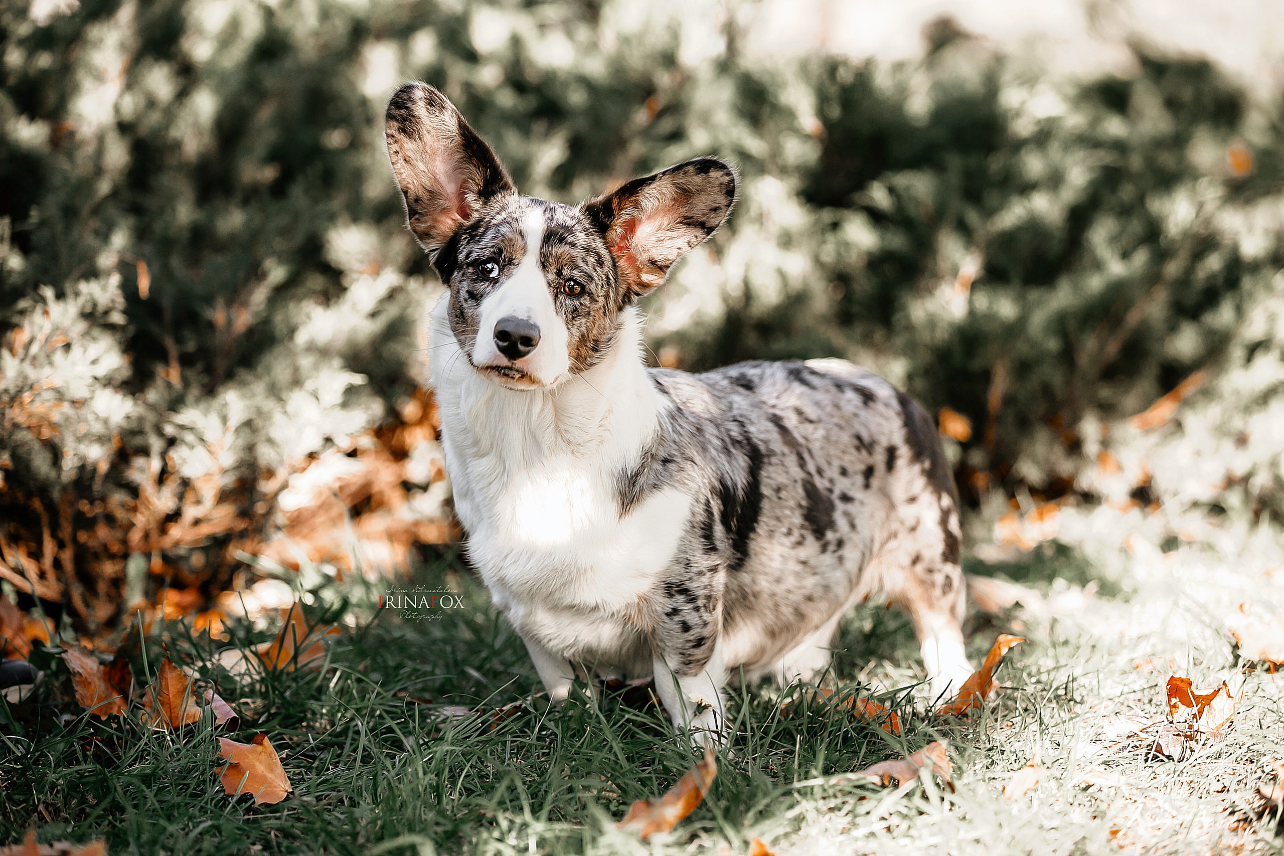 Порт анімал общ. Репортажний фотограф/анімаліст КИЇВ