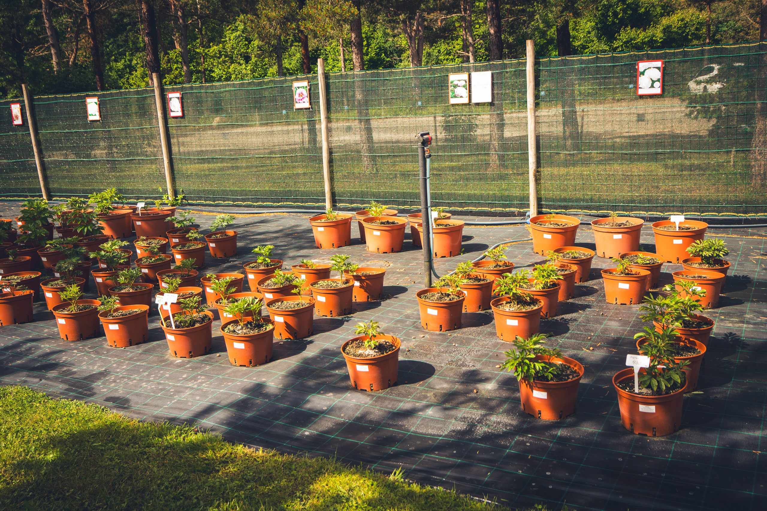 Saarema, reis. Nebula 25 — Fotod teie hingele