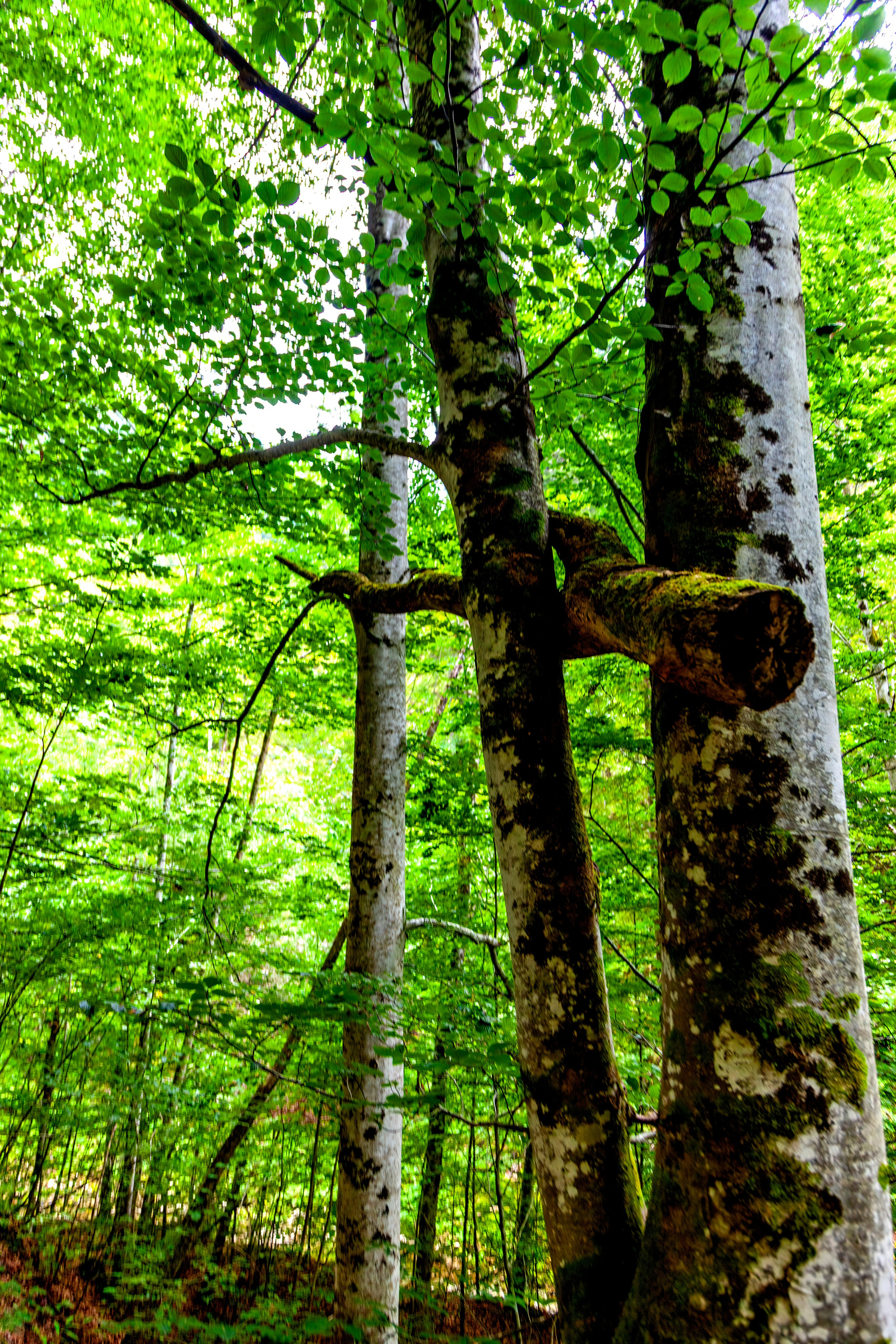 197.Ötscher Base Nature Park.Austria.21.8.2025. Путешествия в формате 360......