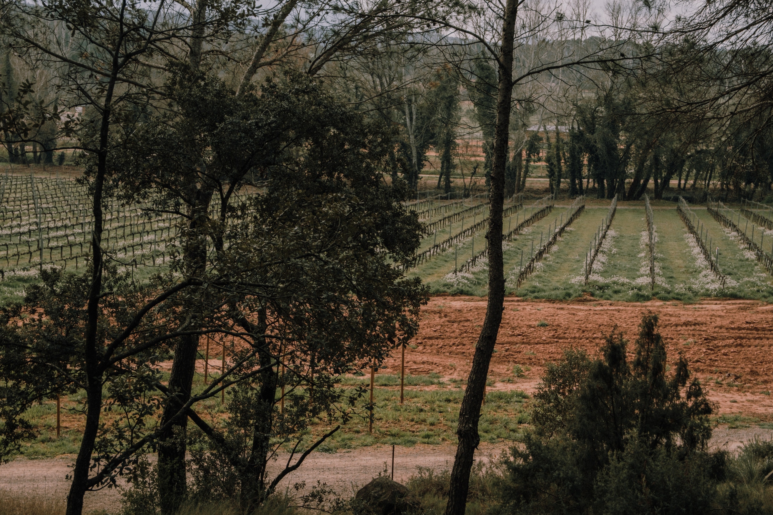 Sesión familiar en el bosque. Fotografía profesional en Calafell - Elena Medvedeva
