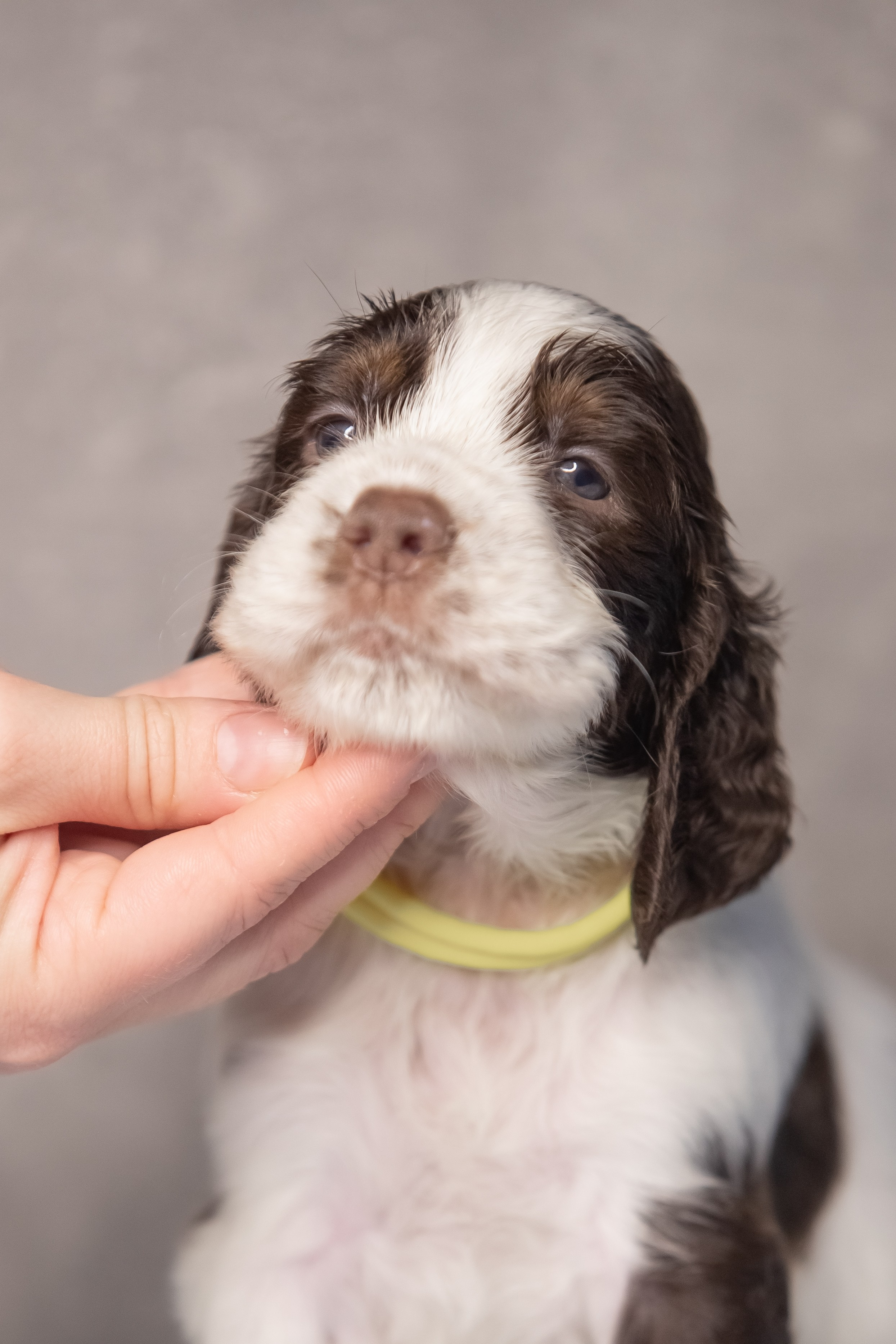 Male — Yellow collar 💛. Website of the titled stud dog of the Springer Spaniel breed
