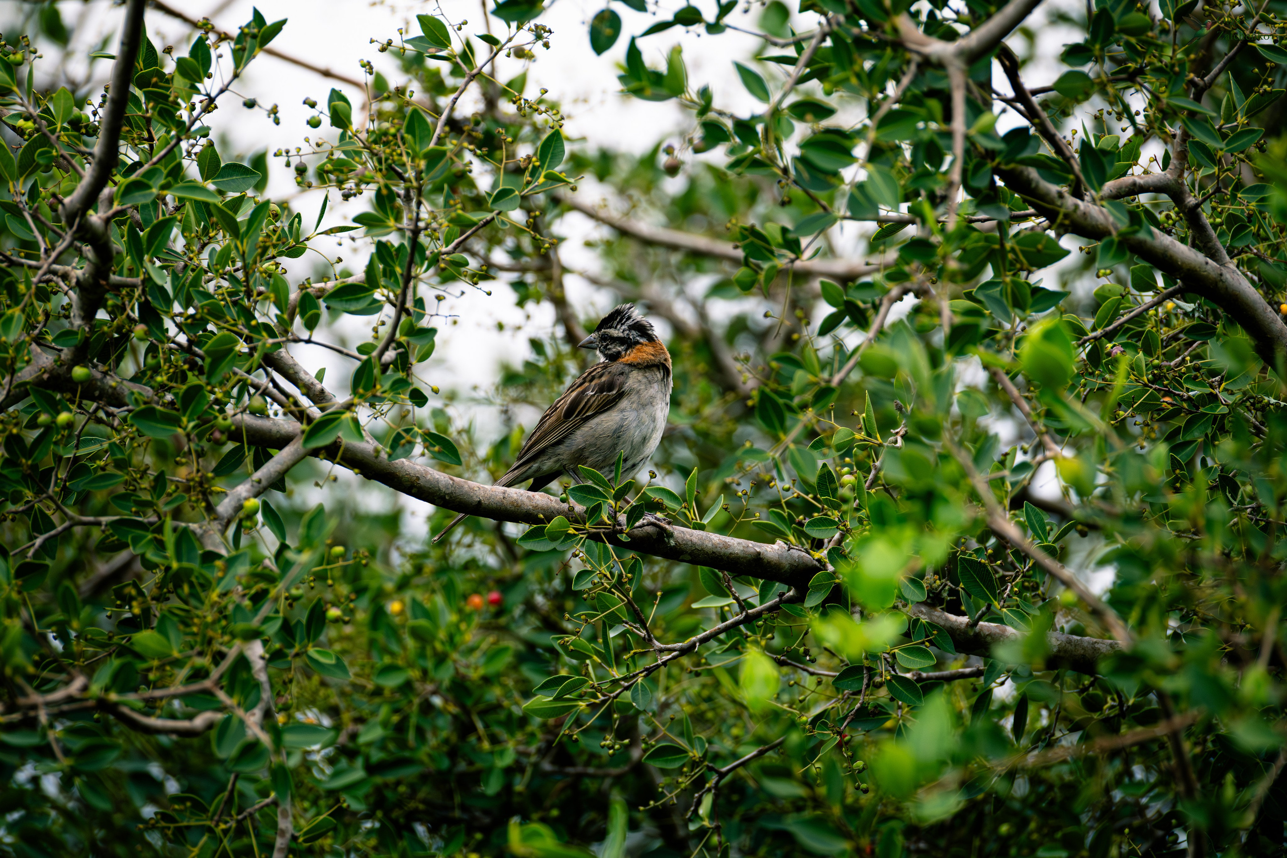 Рыжегрудая зонотрихия