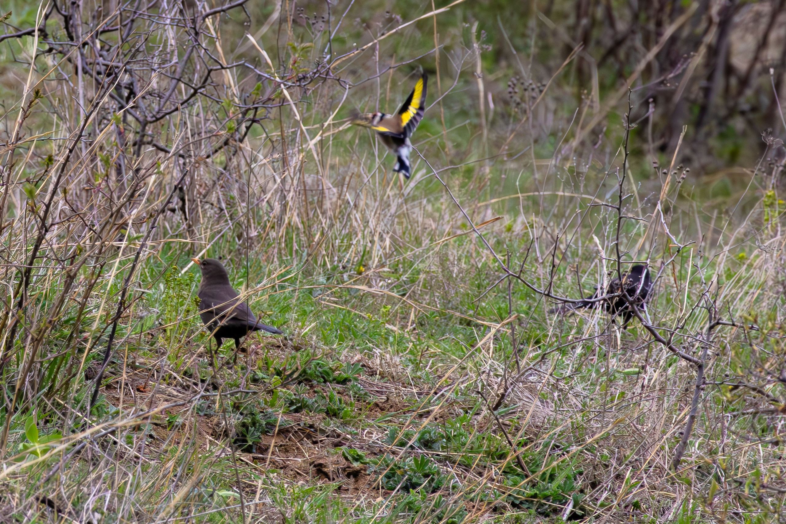 საგაზაფხულო გასეირნება წავკისისწყალის ხეობაში. FramefreeMan