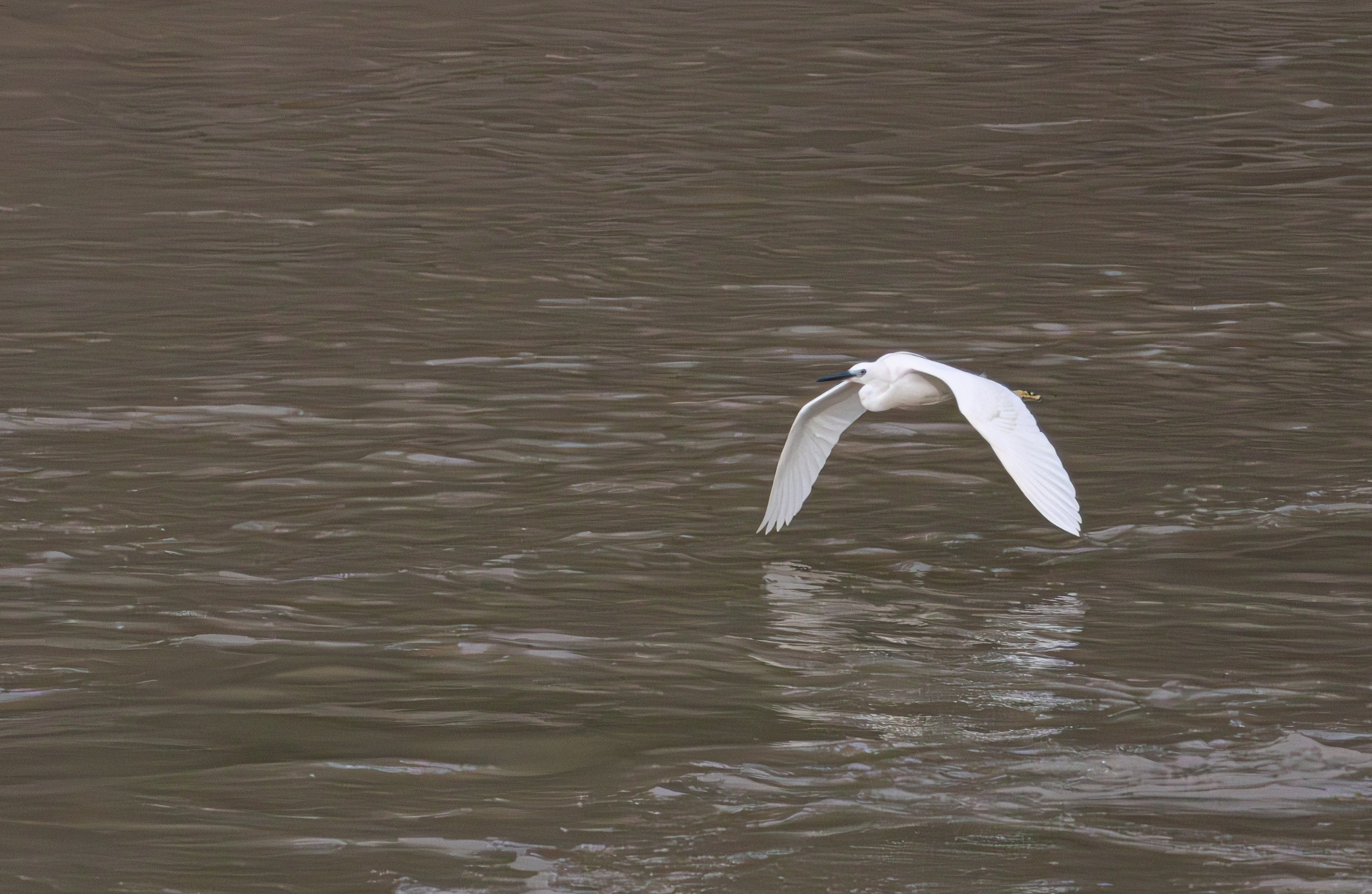 მტკვრის ხეობის ყველაზე ლამაზი სტუმარი. FramefreeMan