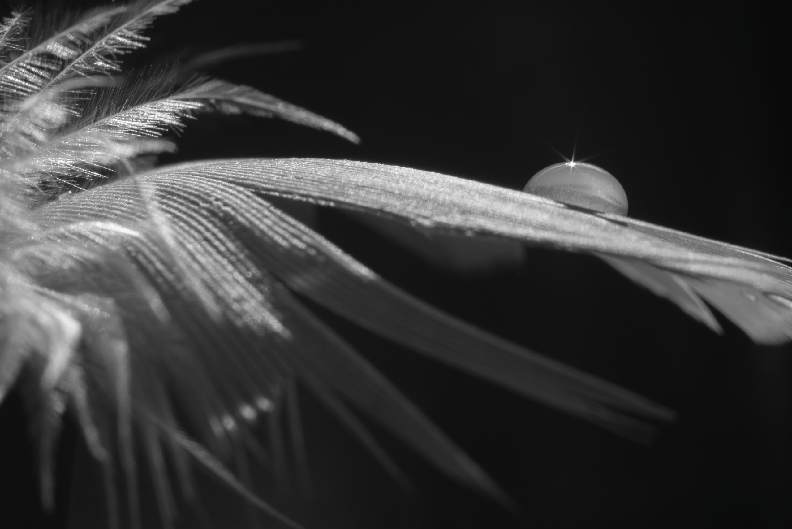 AMORE AL ARTE. Schwarz-weiß Fotografie in Münster. Fotografin Viktoria Roschen