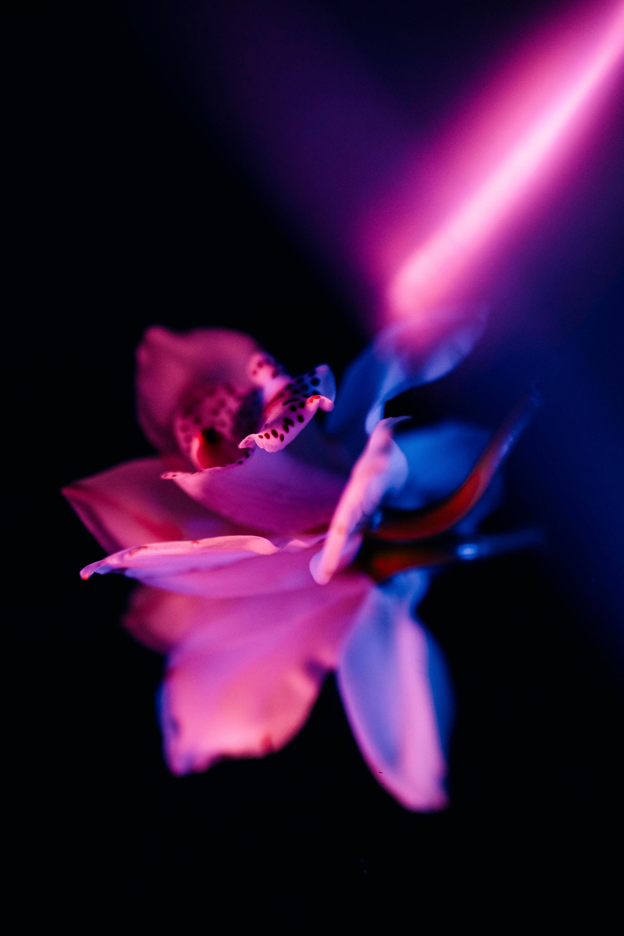 Orchids. Мария Шер. Профессиональный фотограф в городе Порту, Португалия