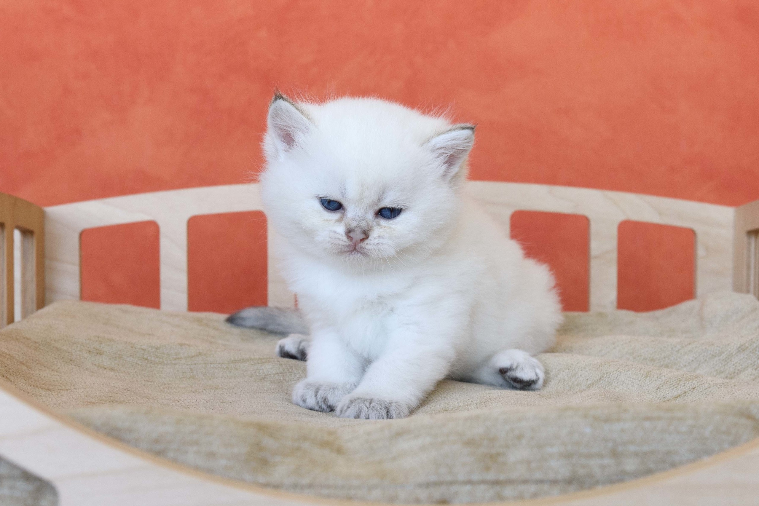 Εκτροφειο βρετανικης κοντότριχης γατας στην Ελλαδα, εκτροφειο british shorthair Αθηνα, βρετανικη κοντοτριχη τσιντσιλα, χρυση βρετανική γάτα, βρετανική κοντότριχη γάτα με pedigree, βρετανική μακρύτριχη γάτα, εκτροφείο βρετανικής κοντότριχης γάτας στην Κύπρο, βρετανική γάτα στην Κύπρο τιμή, χρυσή βρετανική γάτα στην Κύπρο, χρυσή βρετανική γάτα Λεμεσός