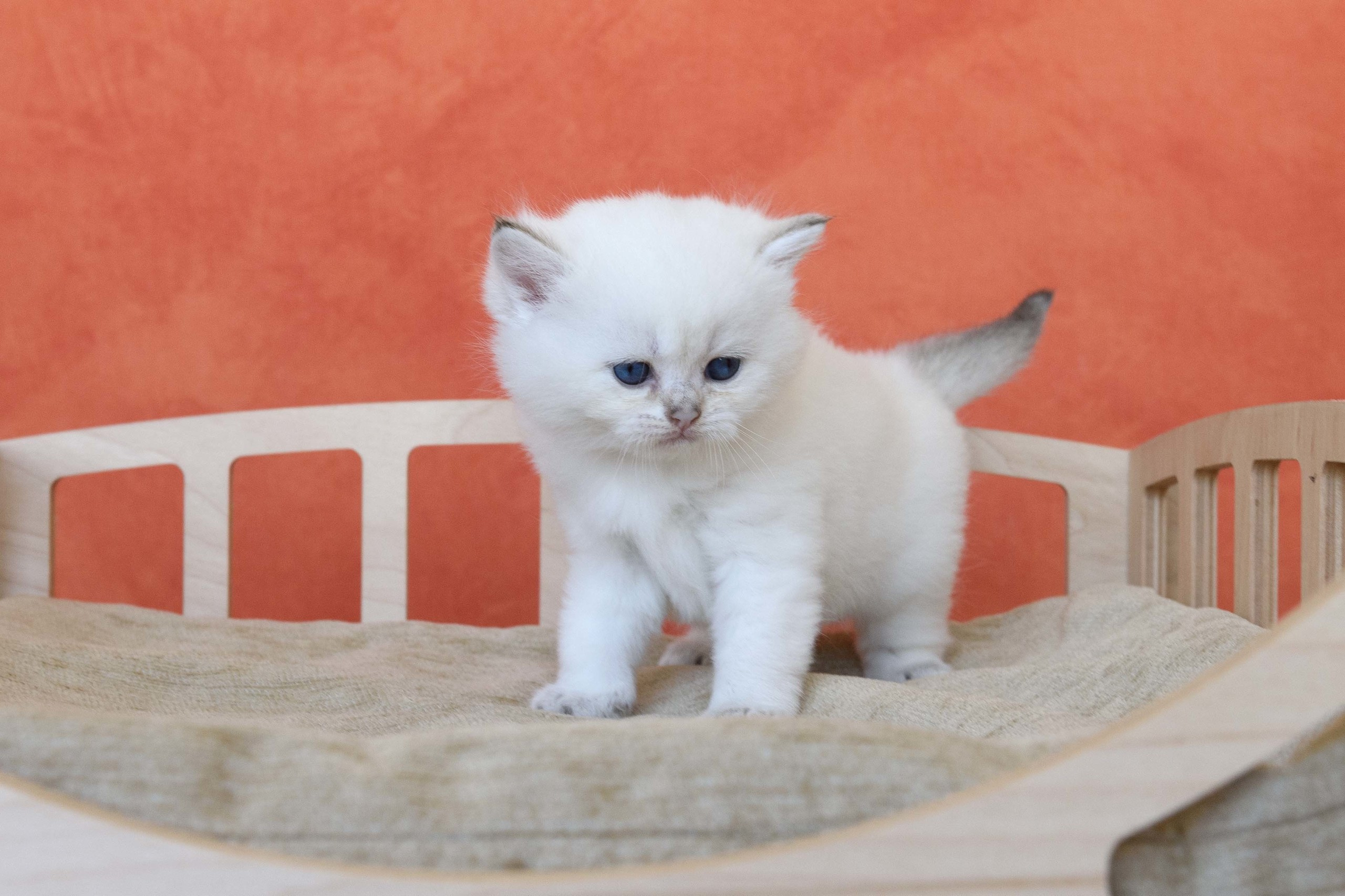 Εκτροφειο βρετανικης κοντότριχης γατας στην Ελλαδα, εκτροφειο british shorthair Αθηνα, βρετανικη κοντοτριχη τσιντσιλα, χρυση βρετανική γάτα, βρετανική κοντότριχη γάτα με pedigree, βρετανική μακρύτριχη γάτα, εκτροφείο βρετανικής κοντότριχης γάτας στην Κύπρο, βρετανική γάτα στην Κύπρο τιμή, χρυσή βρετανική γάτα στην Κύπρο, χρυσή βρετανική γάτα Λεμεσός