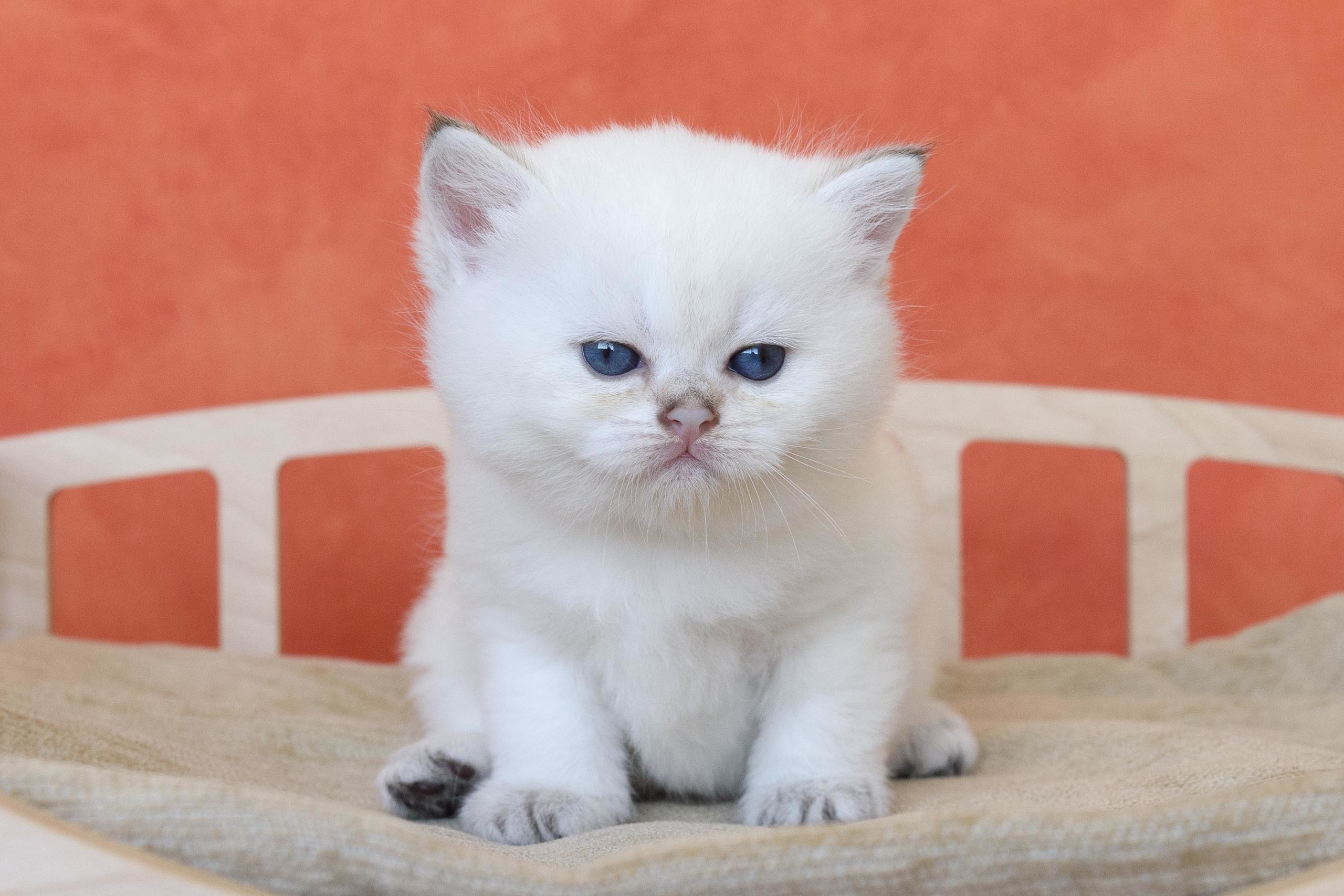 Εκτροφειο βρετανικης κοντότριχης γατας στην Ελλαδα, Εκτροφειο βρετανικης κοντότριχης γατας στην Αθήνα, εκτροφειο british shorthair Αθηνα, βρετανικη κοντοτριχη τσιντσιλα, χρυση βρετανική γάτα, βρετανική κοντότριχη γάτα με pedigree, βρετανική μακρύτριχη γάτα, εκτροφείο βρετανικής κοντότριχης γάτας στην Κύπρο, βρετανική γάτα στην Κύπρο τιμή, χρυσή βρετανική γάτα στην Κύπρο, χρυσή βρετανική γάτα Λεμεσός