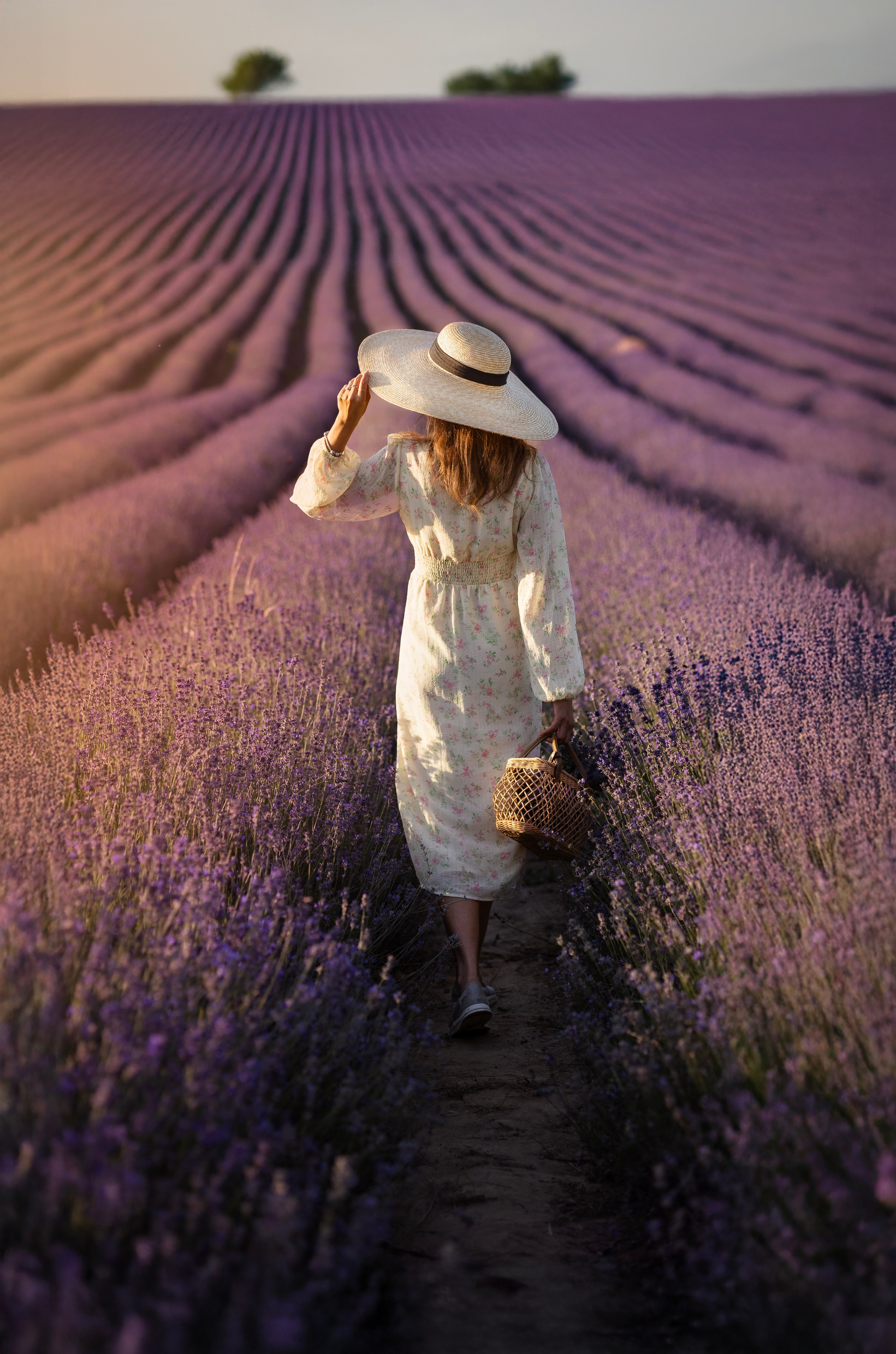 Lavendel. Photographer in Munich