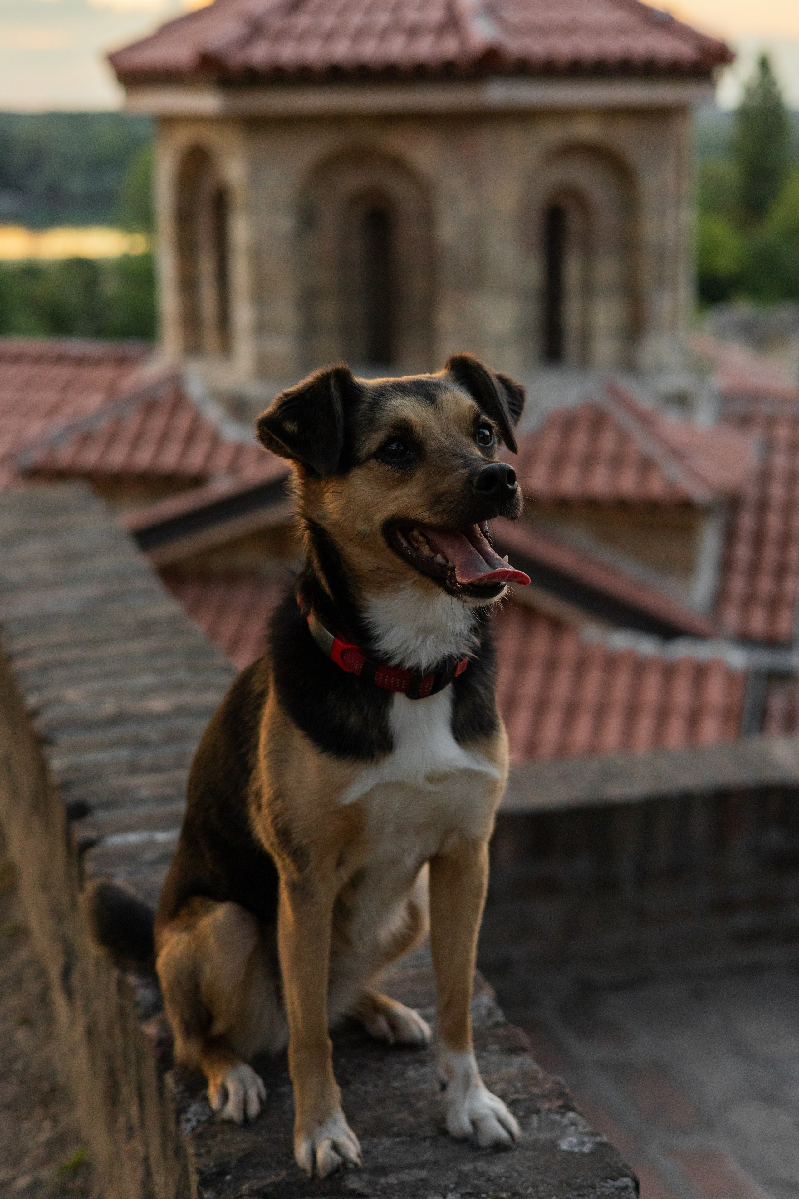 Настя, Денис и Мося. Фотограф-анималист | Белград