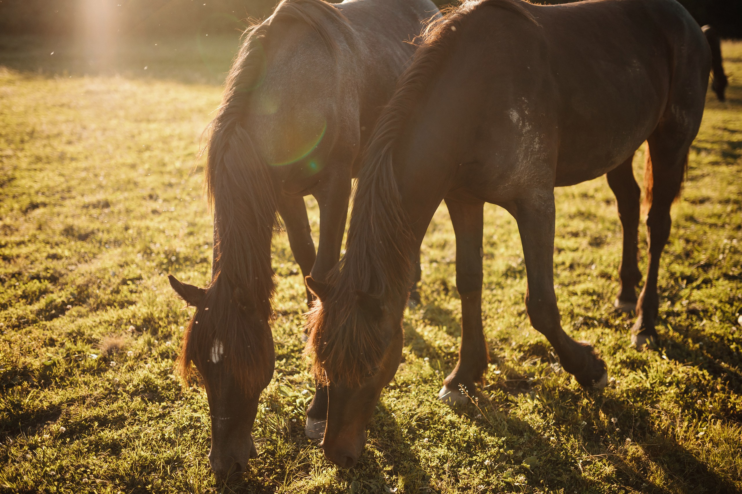 30.05.24 Family Photoshoot. Wedding family event photographer in Chicago Nick Yushevich