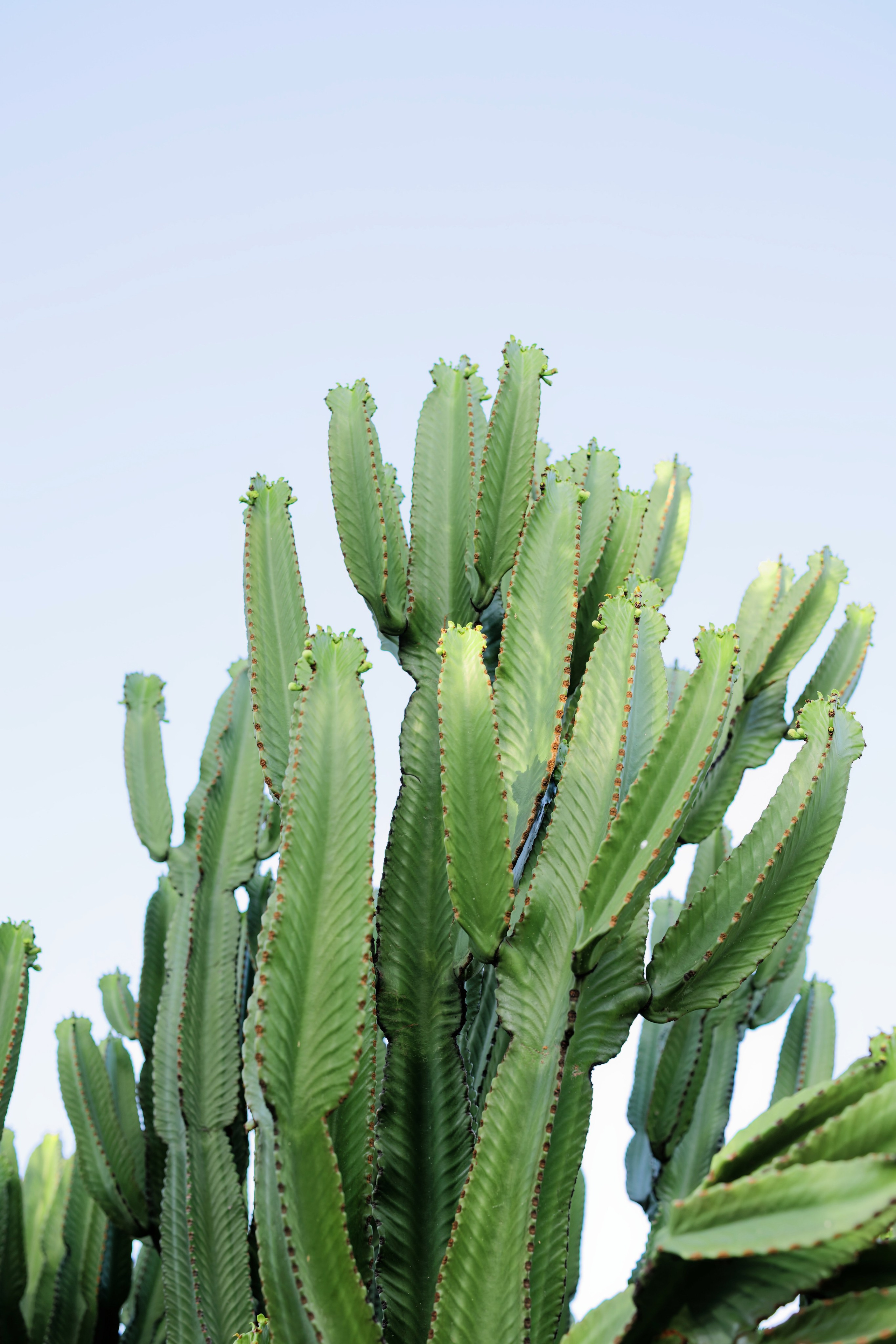 Indian wedding at Gran Villa Rosa, Barcelona, Spain Preview