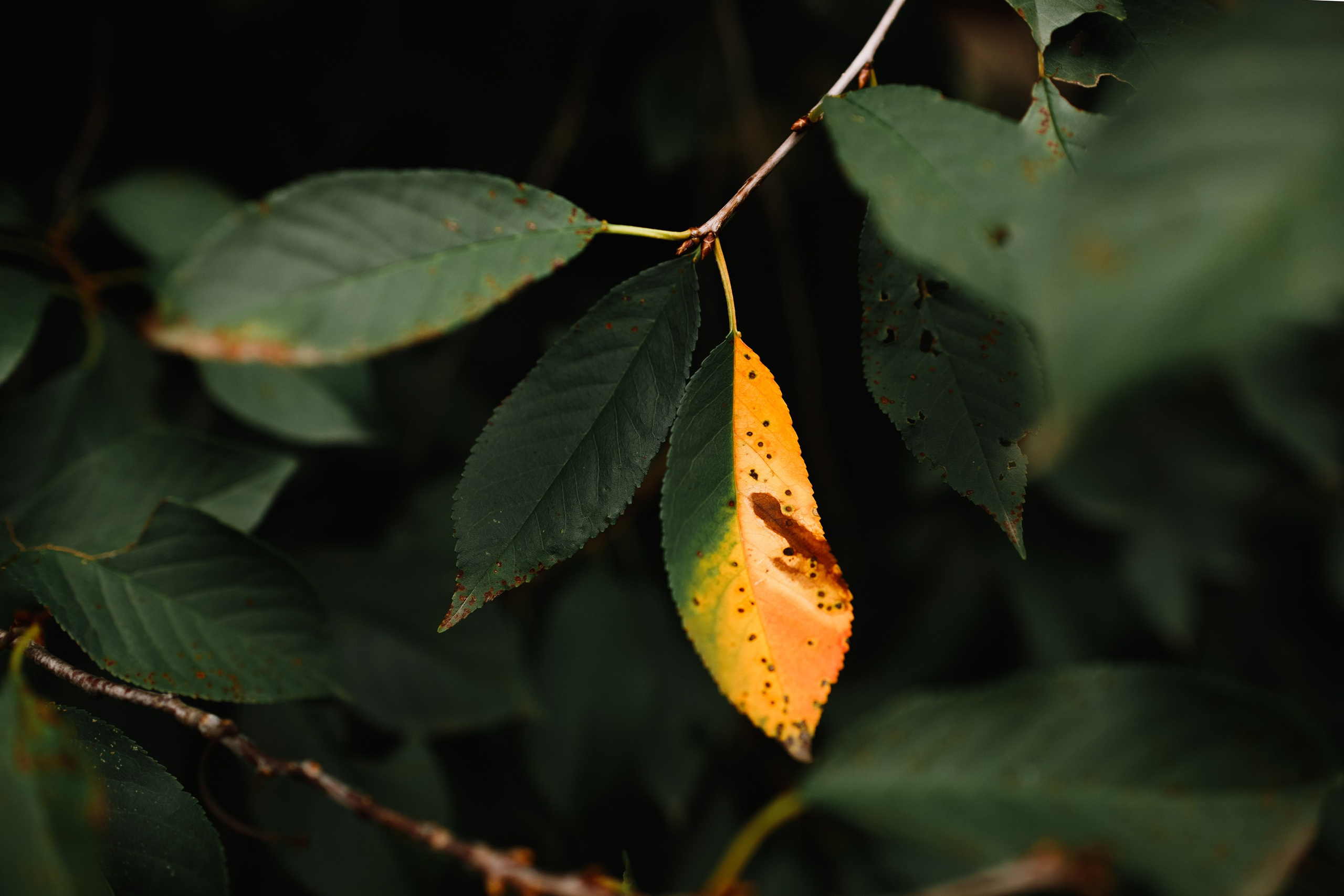 Grodno. Kaja | fotograf we Wrocławiu | ludzie i psy
