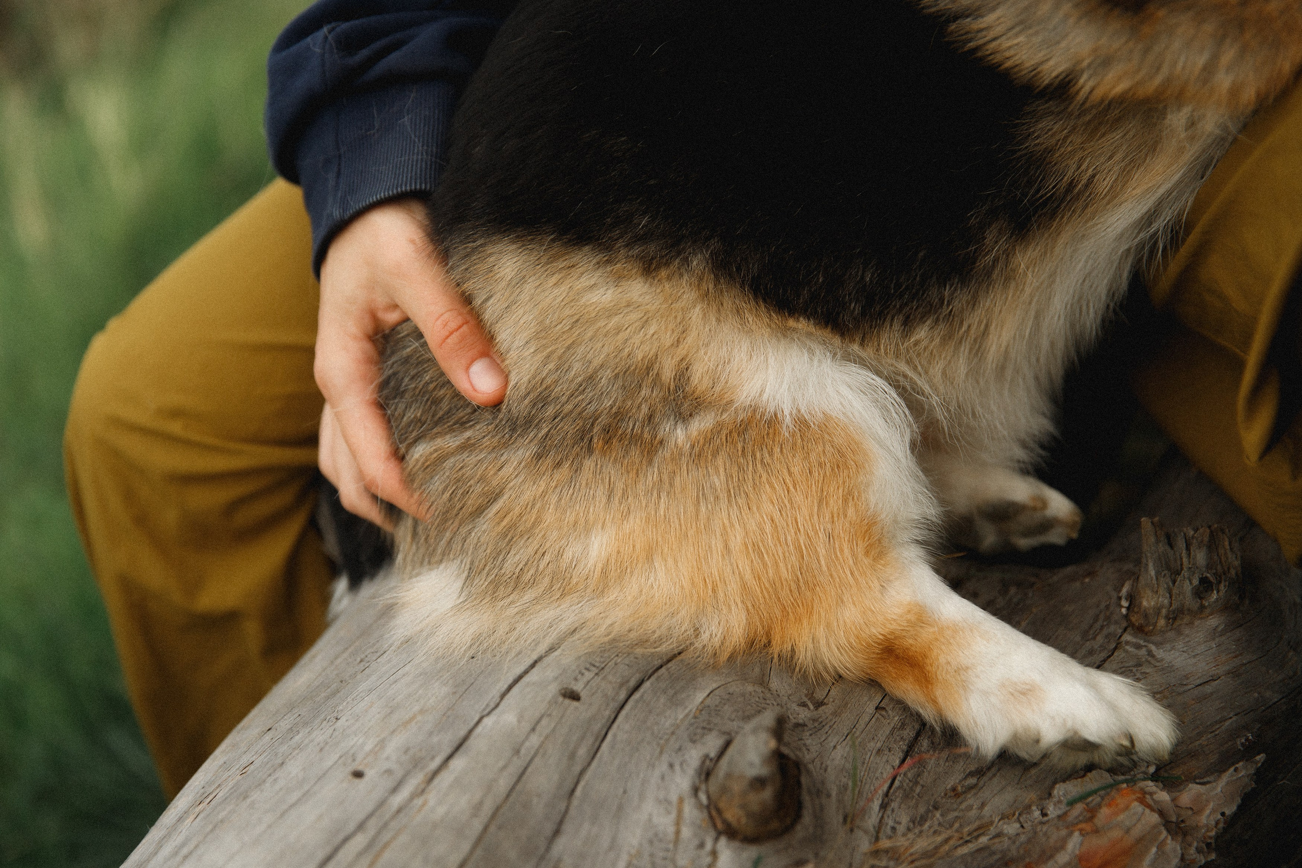 Sasha & Leonid. Kaja | fotograf psów we Wrocławiu