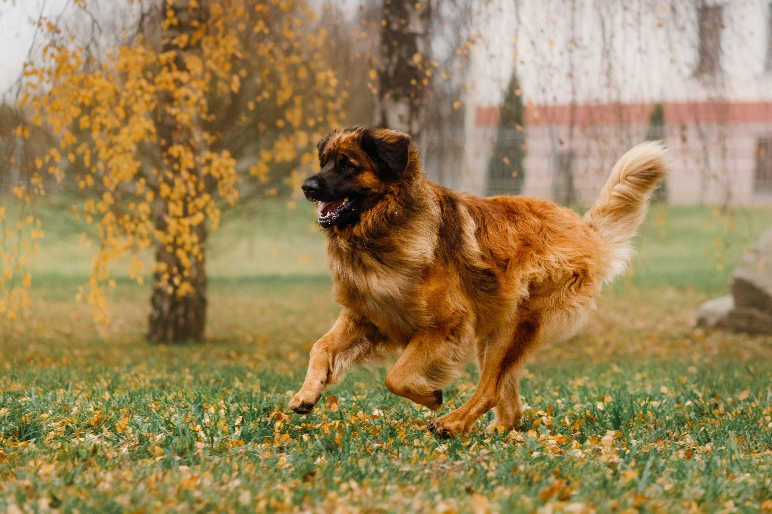 Leonbergers. Kaja | fotograf we Wrocławiu | ludzie i psy