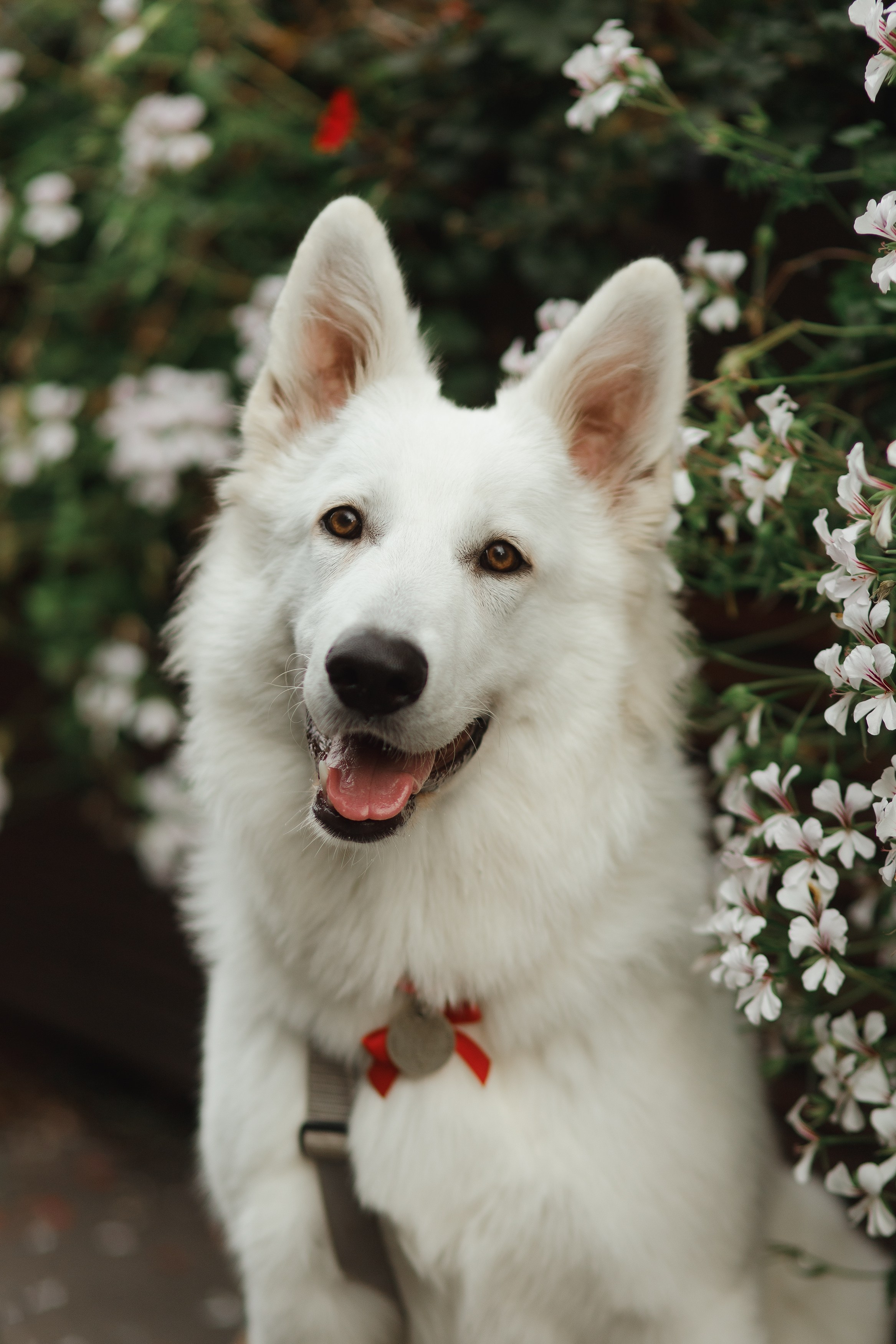 Astra in Leipzig. Kaja | fotograf we Wrocławiu | ludzie i psy