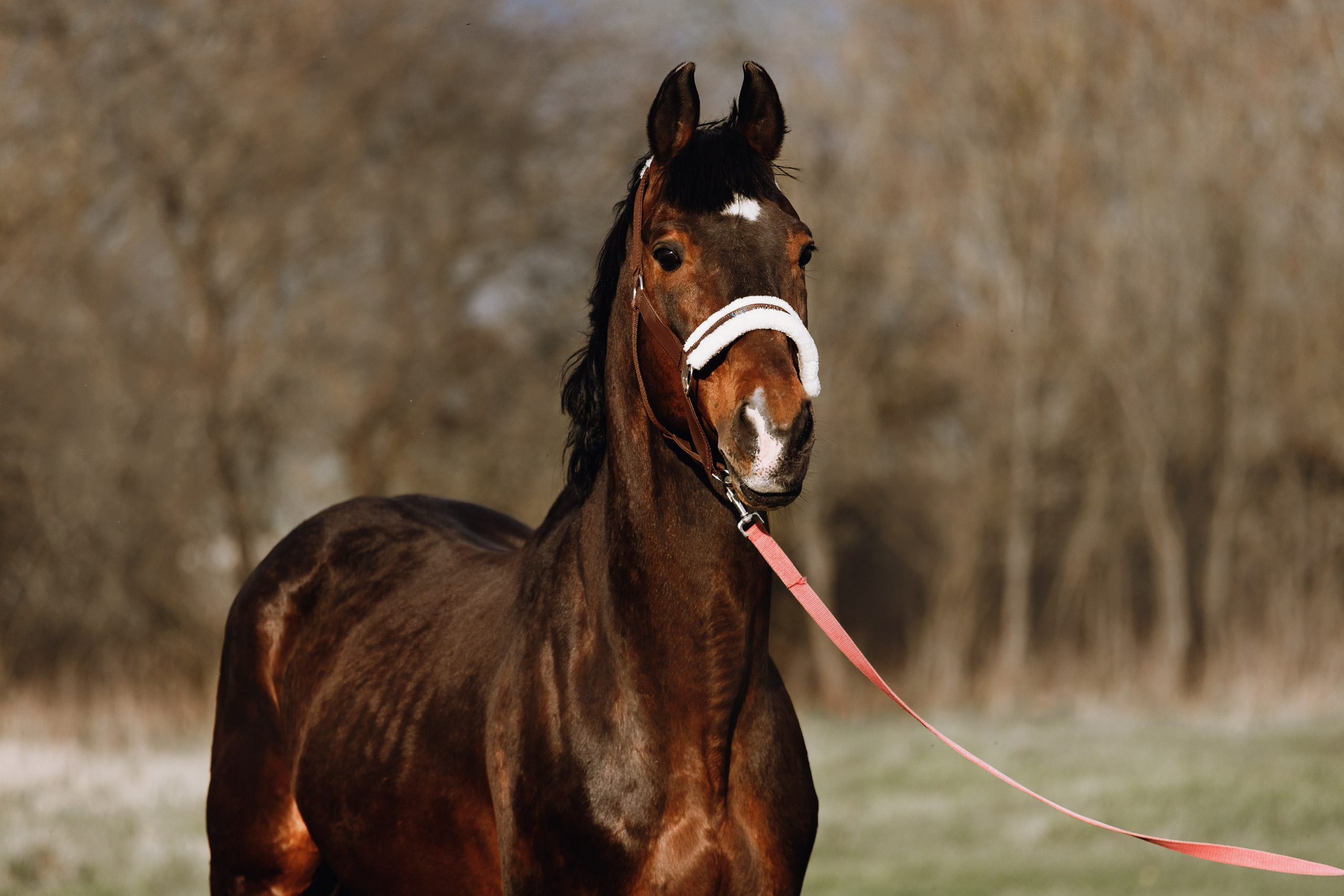 Vykup. Kaja | fotograf psów we Wrocławiu