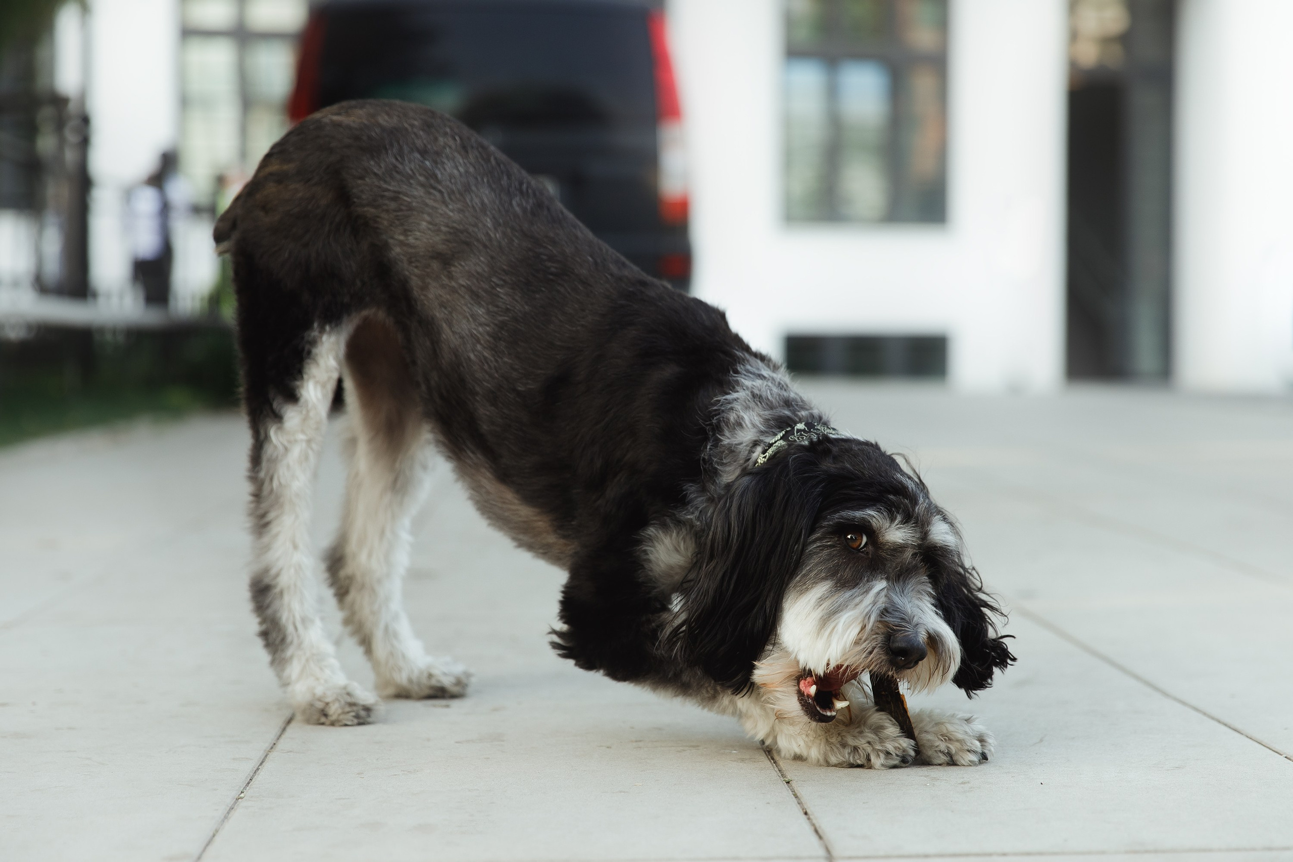 Lera & Flora. Kaja | fotograf we Wrocławiu | ludzie i psy