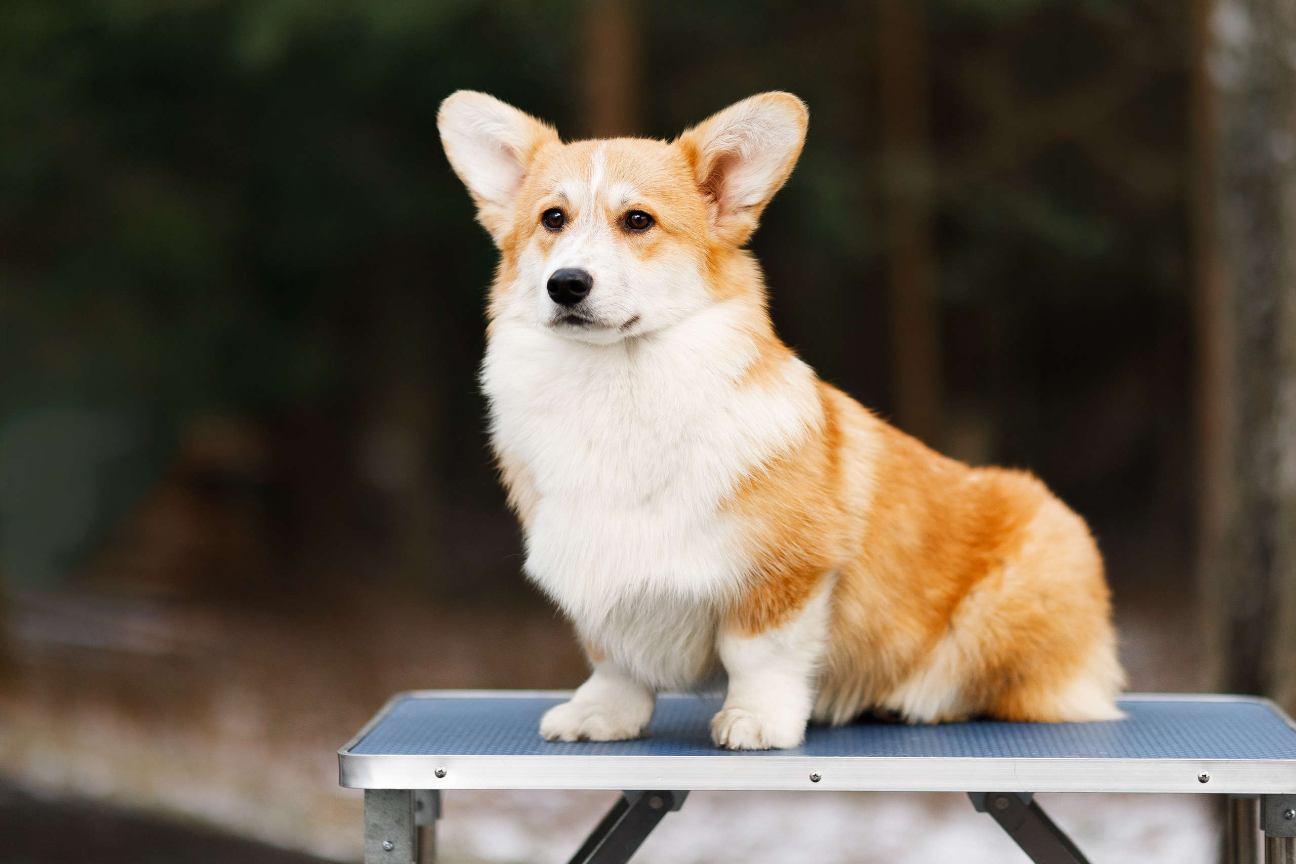 Corgi kennel & some other dogs in the forest. Kaja | fotograf psów we Wrocławiu