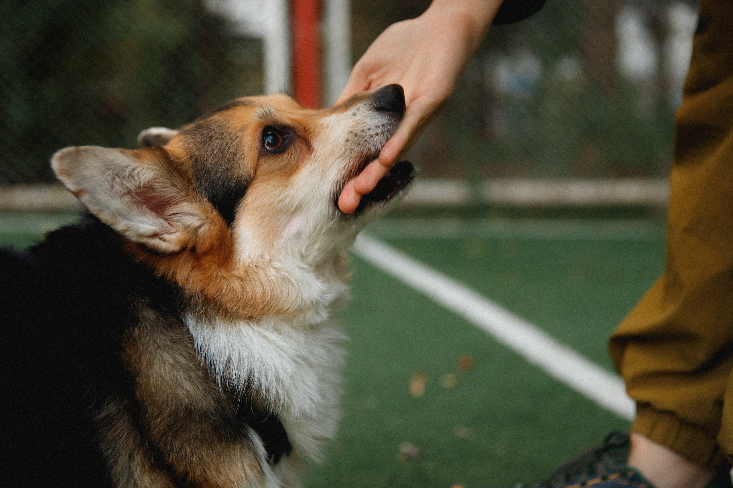 Sasha & Leonid. Kaja | fotograf psów we Wrocławiu
