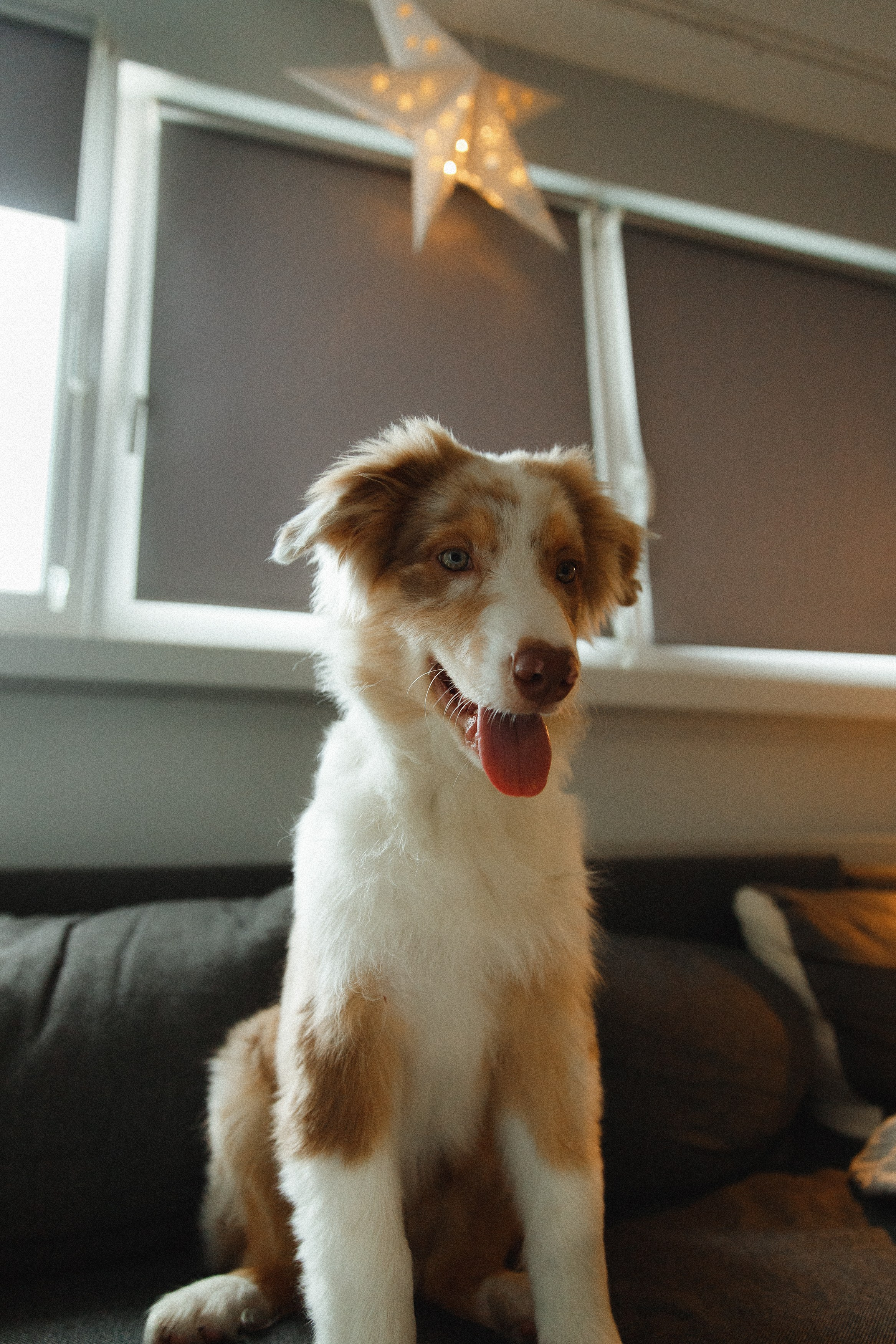 Fotografia psów Wrocław. Kaja | fotograf we Wrocławiu | ludzie i psy