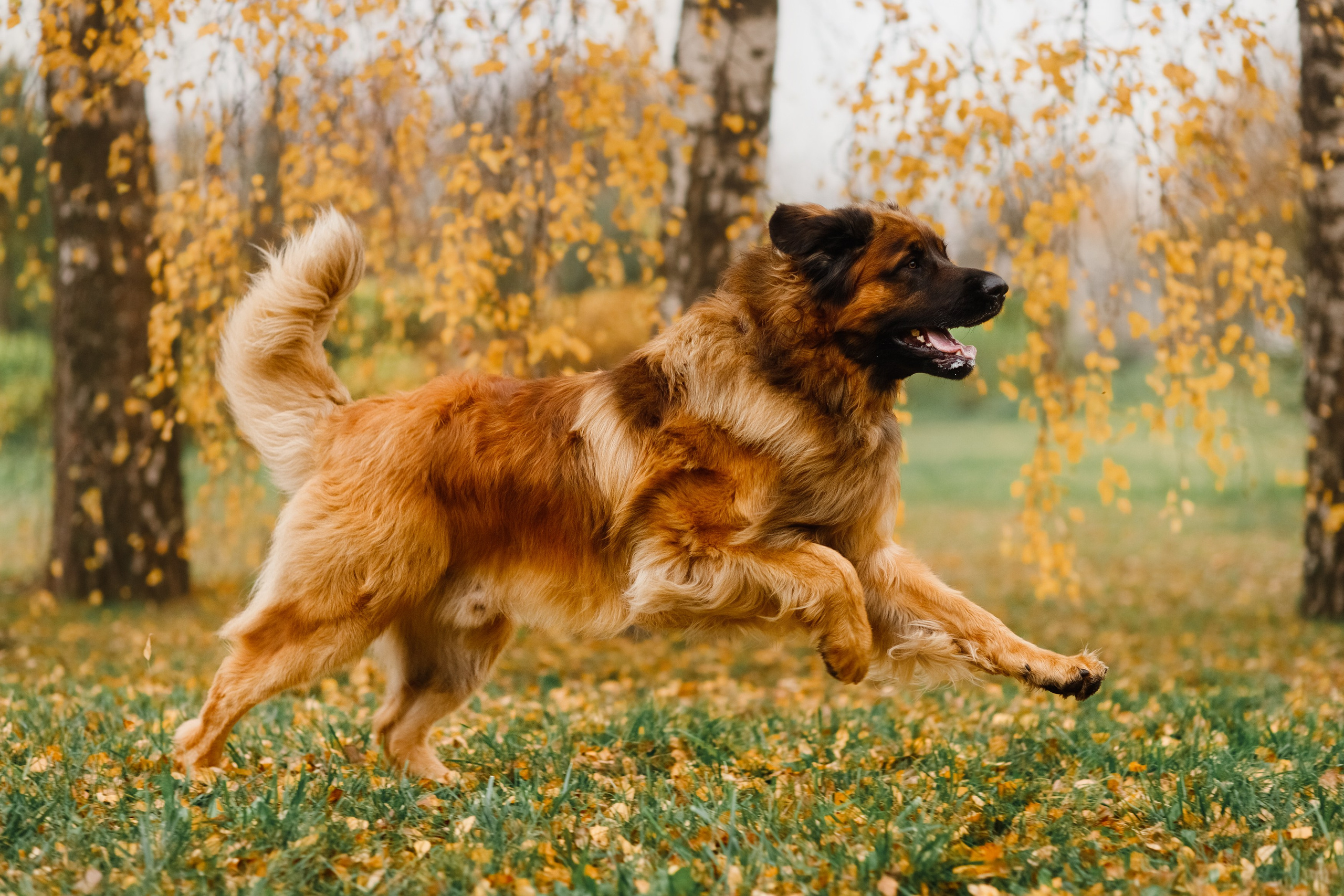 Leonbergers. Kaja | fotograf we Wrocławiu | ludzie i psy