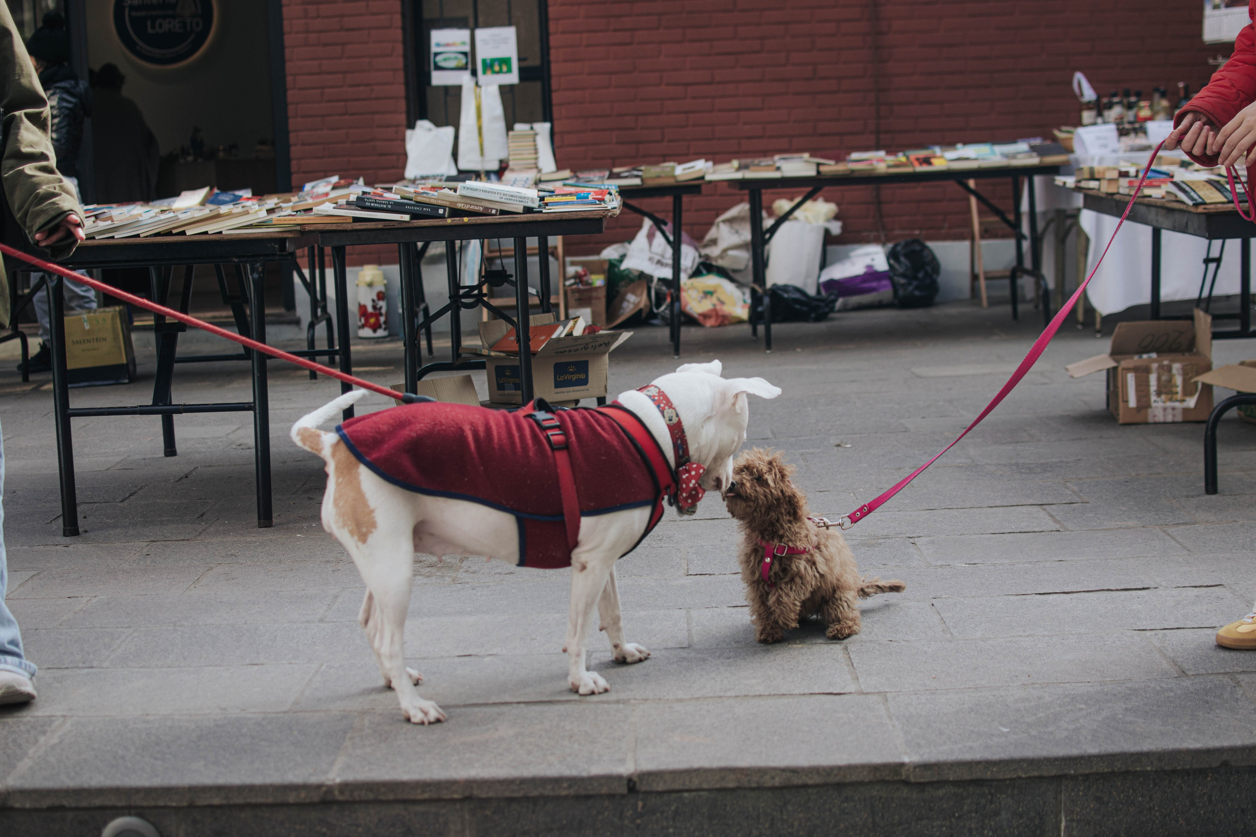 Walking around the home. Buenos Aires. Photography. Photographer @elmirkami in the city of Buenos Aires