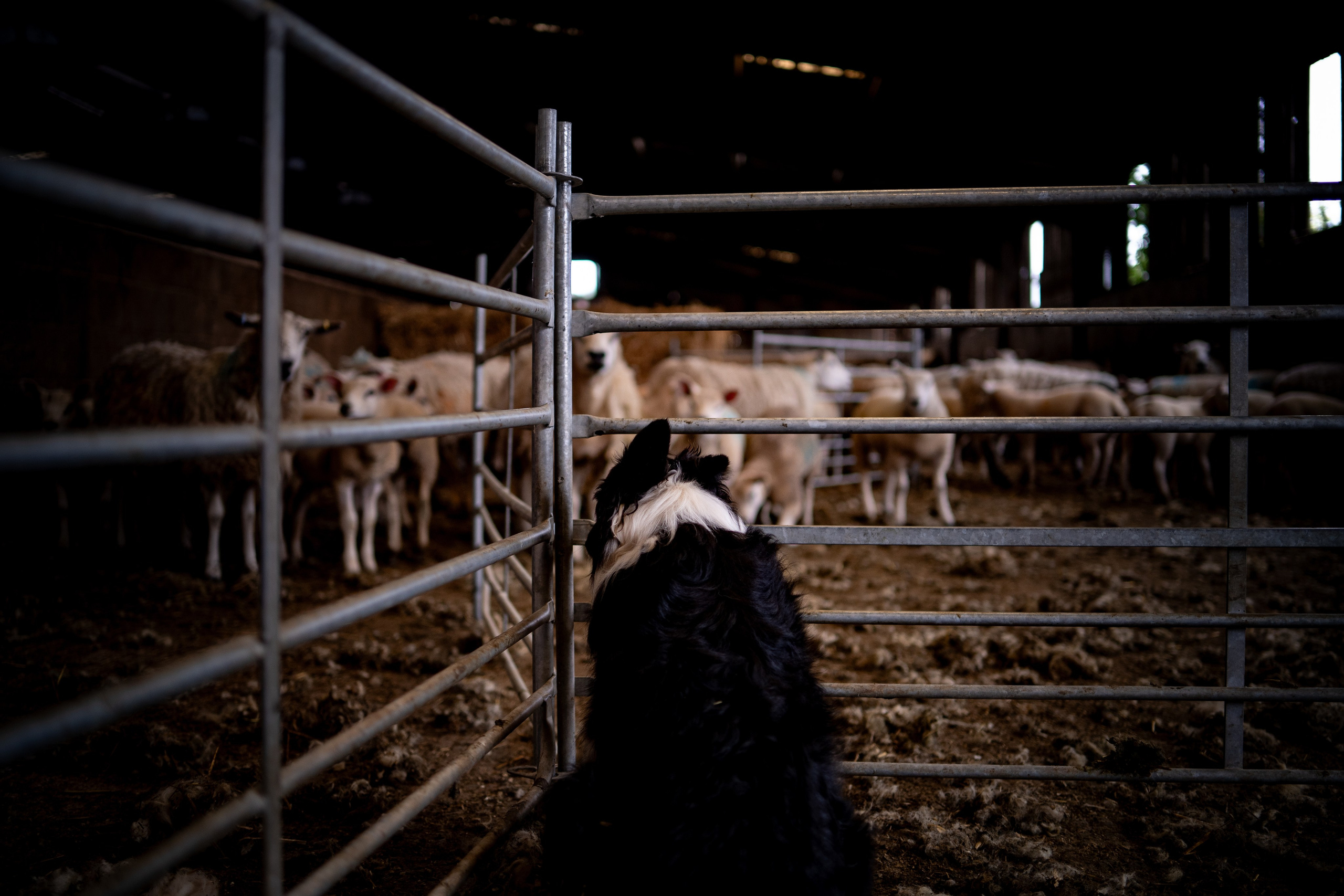 Farm Life. Ryan Hewitt Photographer