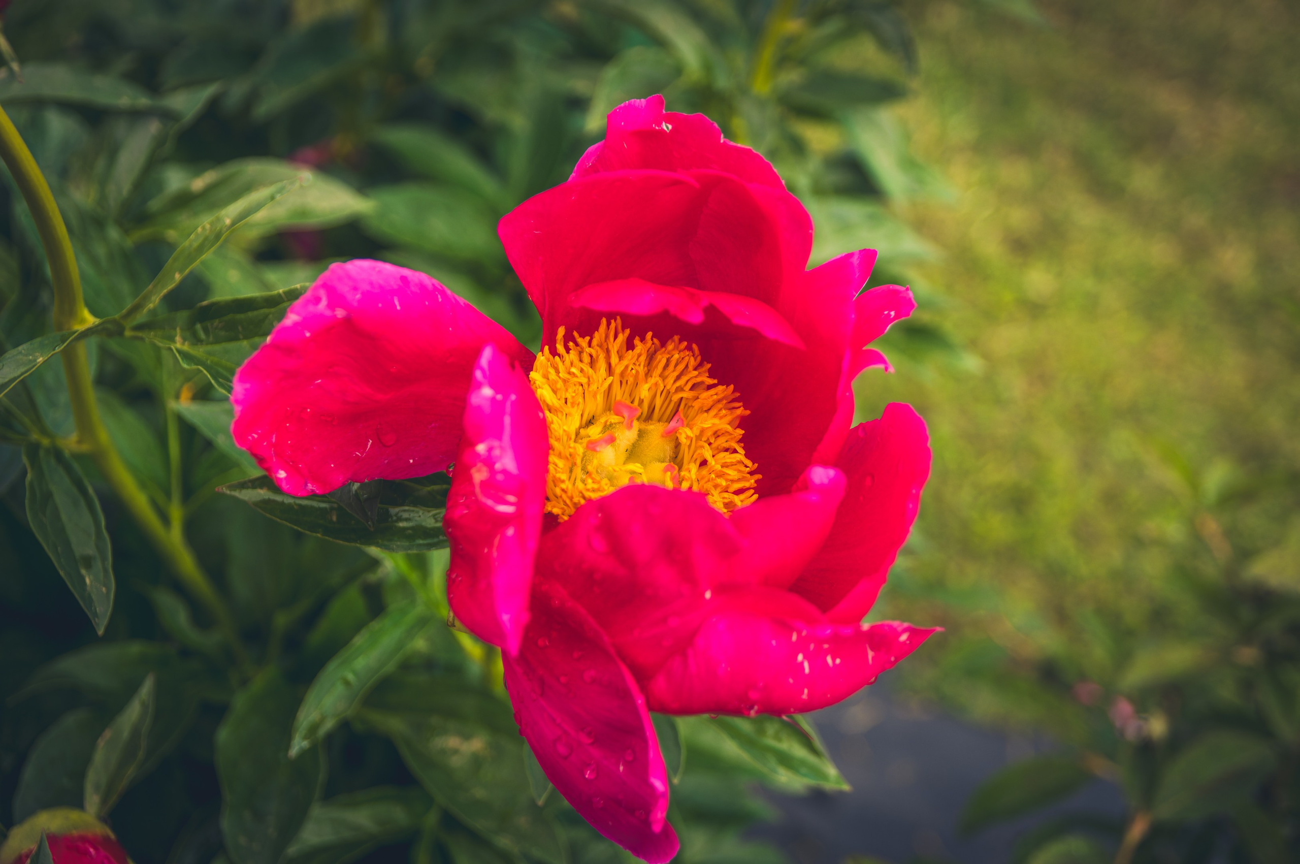 Saarema, reis. Nebula 25 — Fotod teie hingele