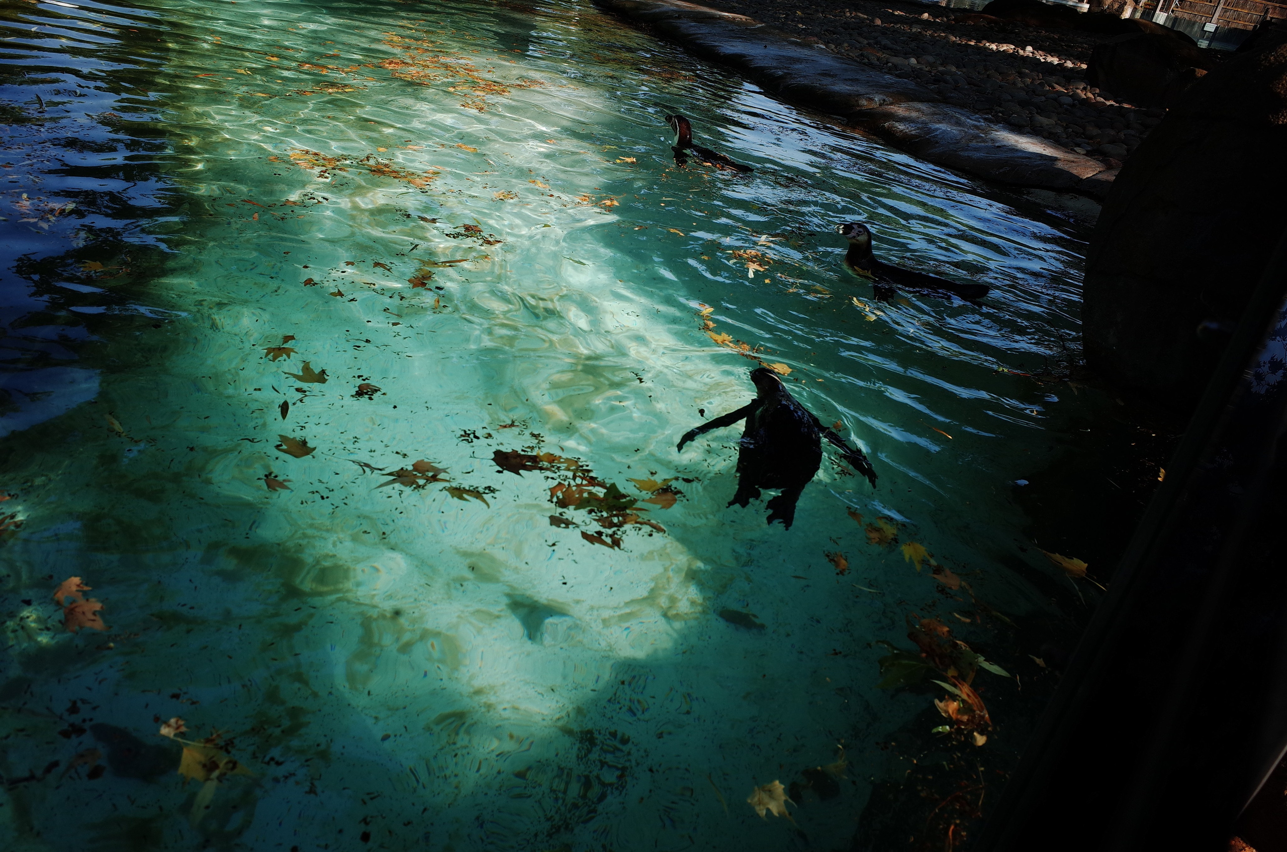 Little penguins. London zoo. Victoria Dini Photography