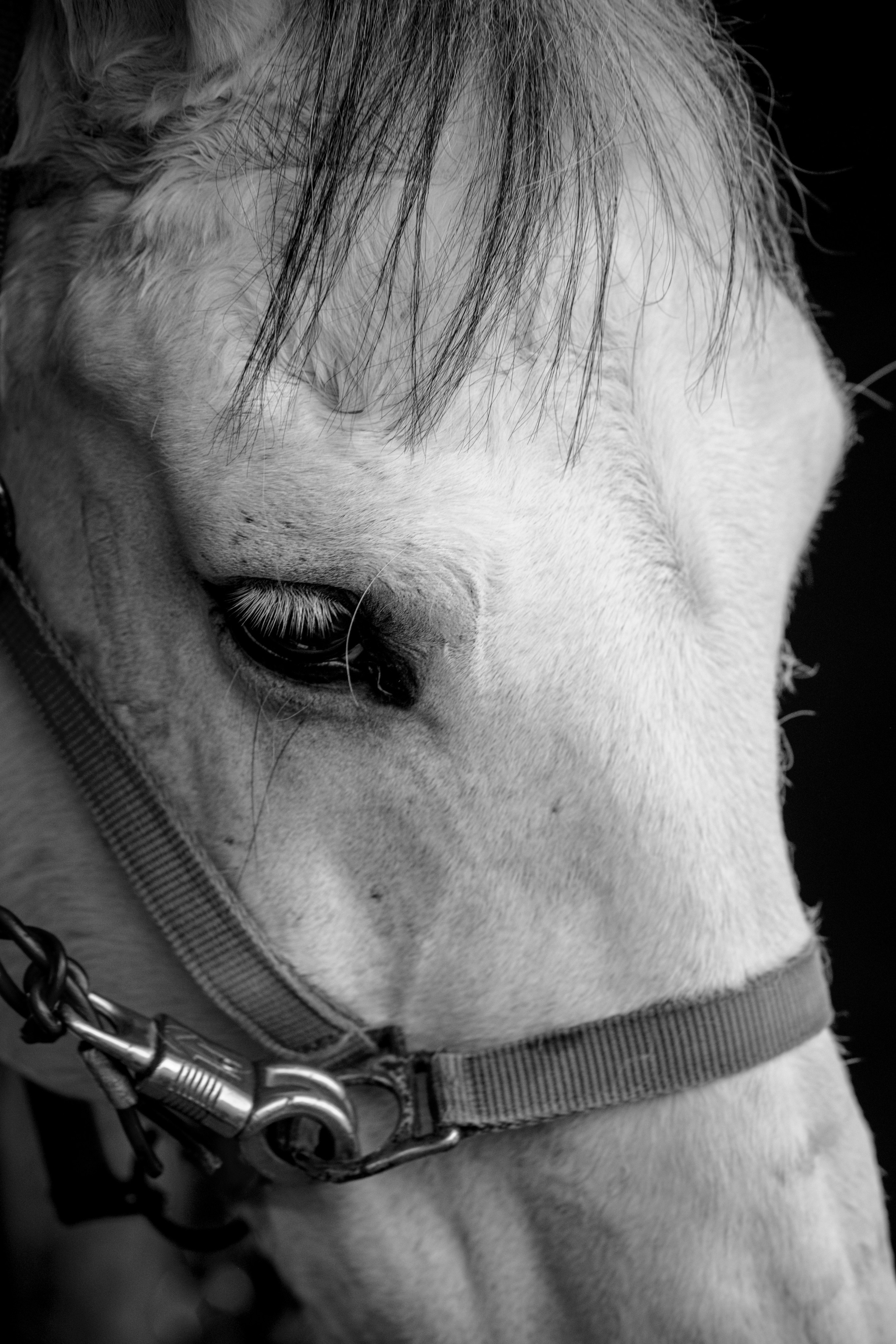 HORSES. Anastasiia Antoniuk portrait, family and couple photographer, Portugal