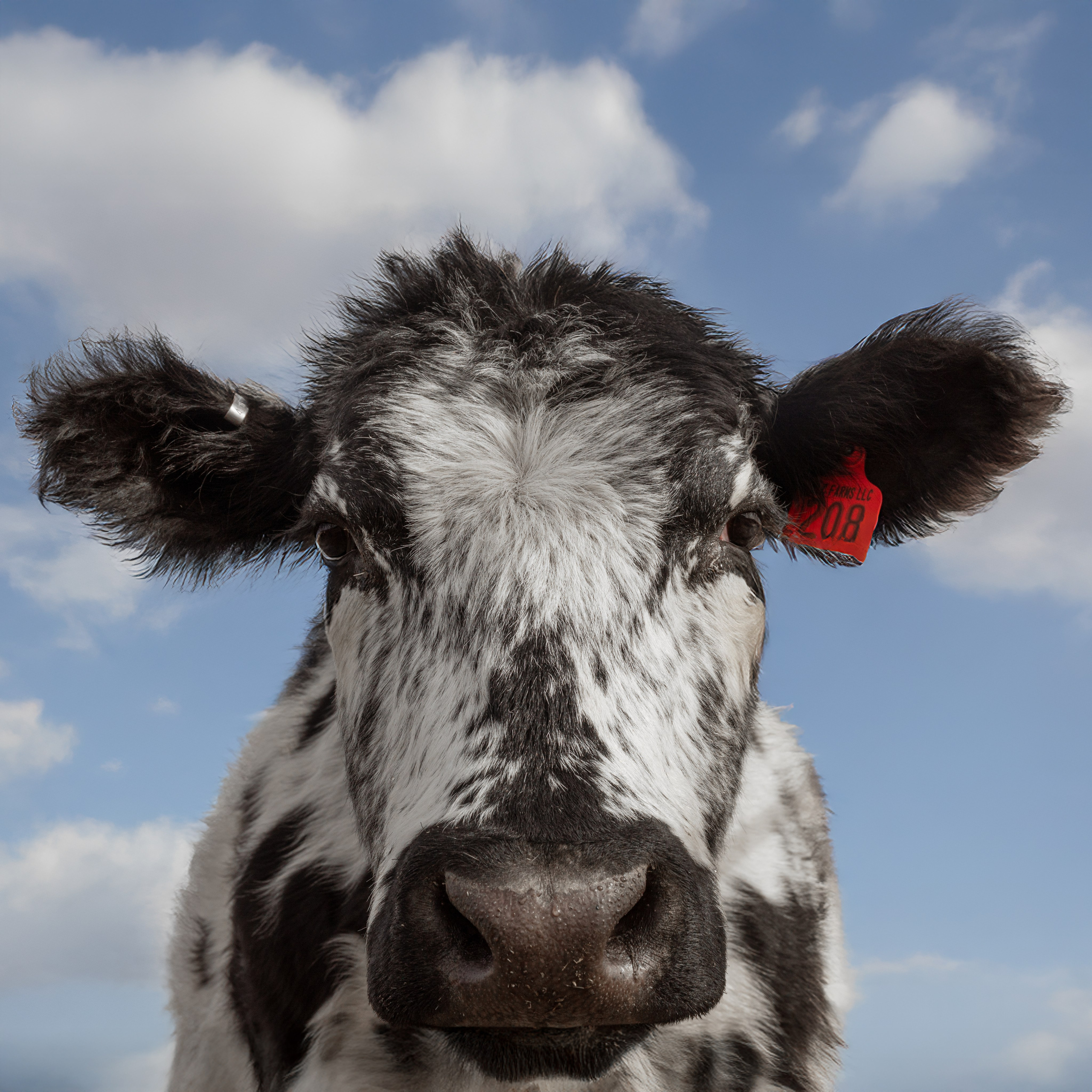 Farm animals. Victoria Lyubchenko — fine art photography in Bismarck, ND